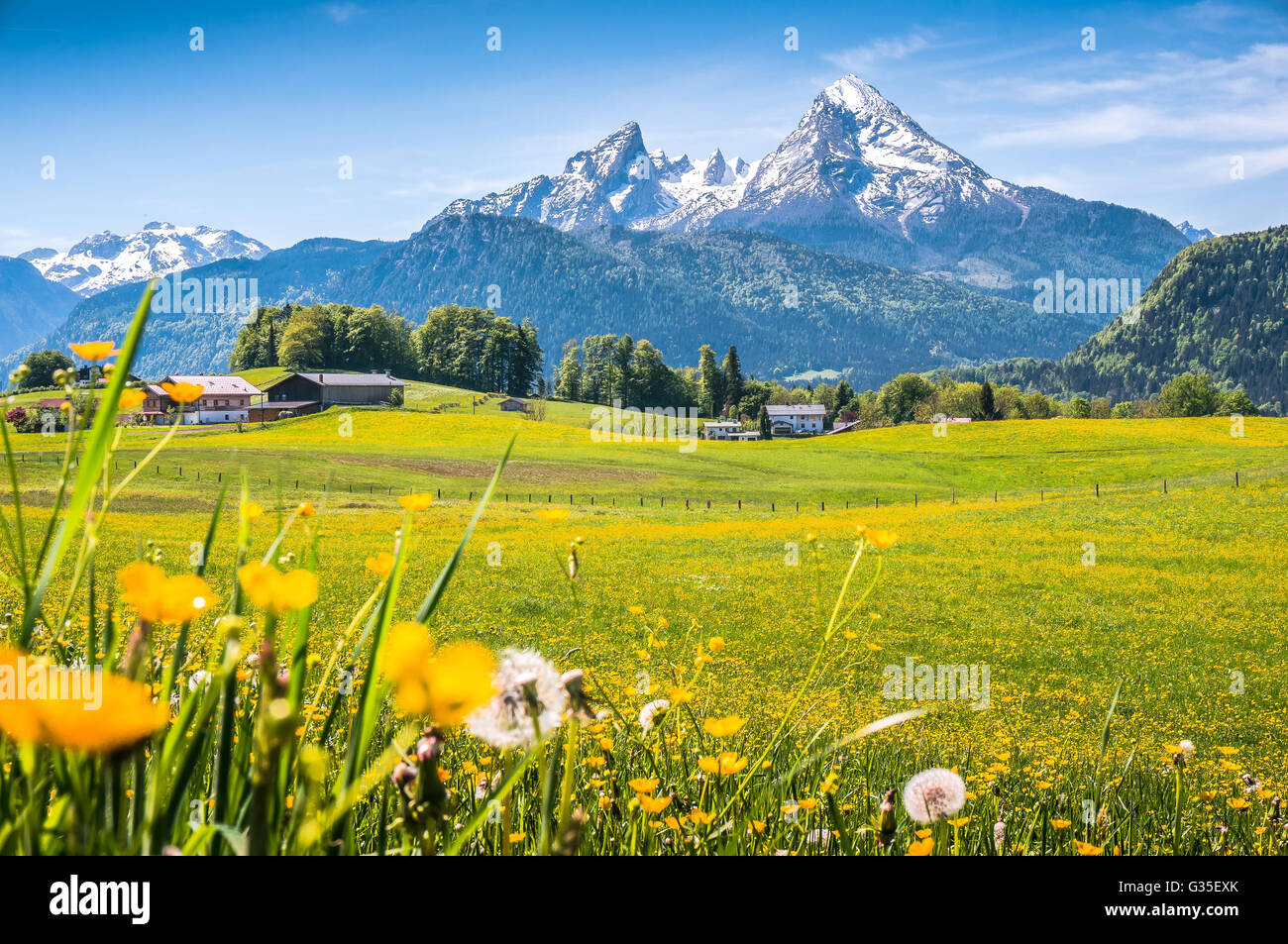 Idyllische Landschaft in den Alpen mit frischen grünen Wiesen, blühenden Blumen und schneebedeckten Berggipfeln im Hintergrund Stockfoto