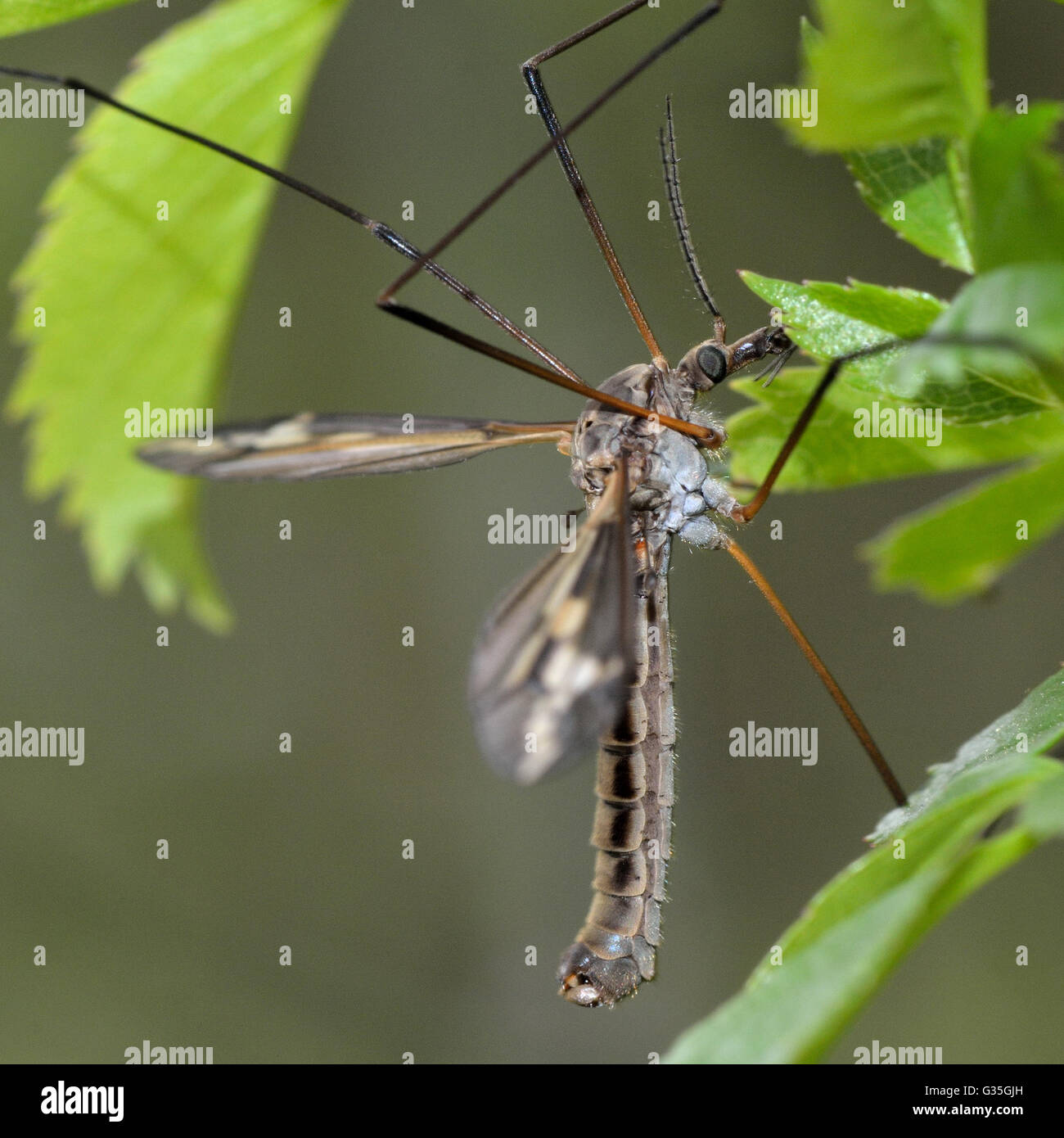 Tipula Vittata Crane Fly. Schnake in der Familie Tipulidae, lange unschöne Beine zeigen Stockfoto