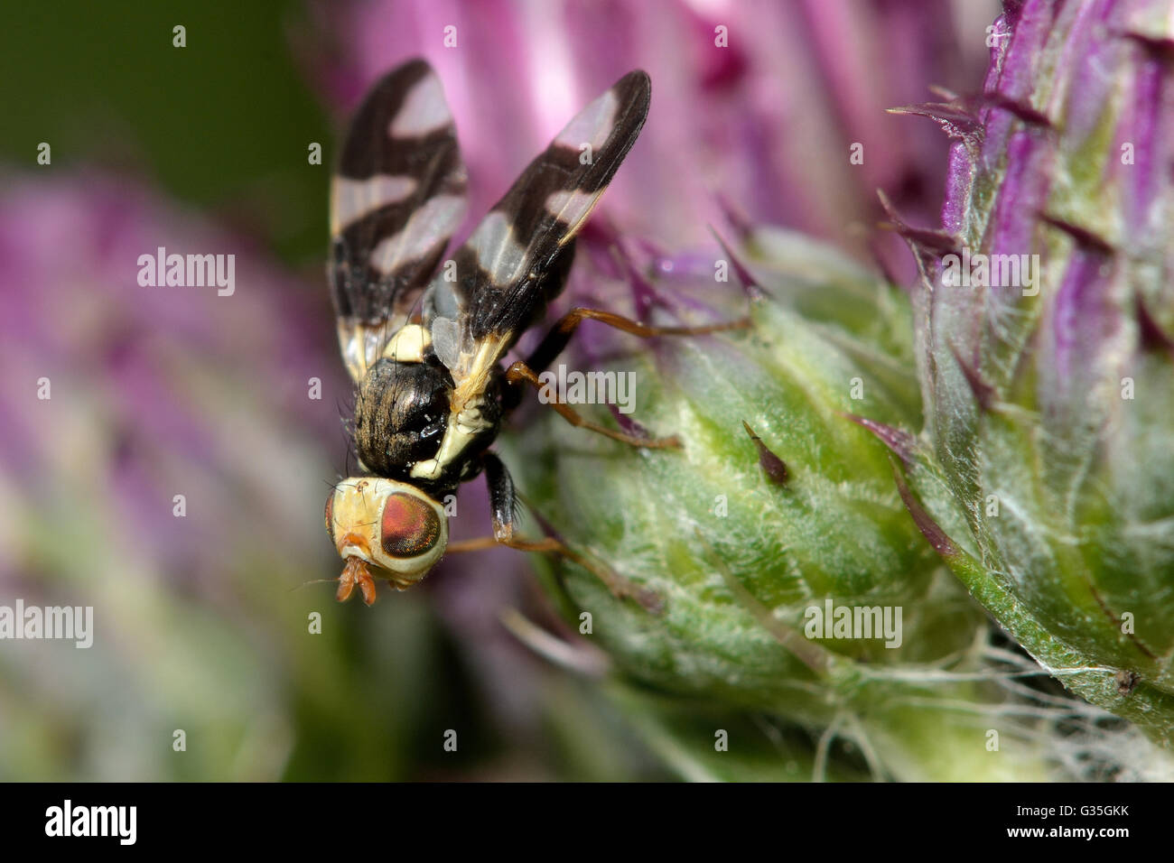 Distel Gall fliegen (Urophora Cardui). Gemusterten Flügel in Familie Morgan, verursachen Gallen auf schleichende Distel (Cirsium Vulgare) Stockfoto