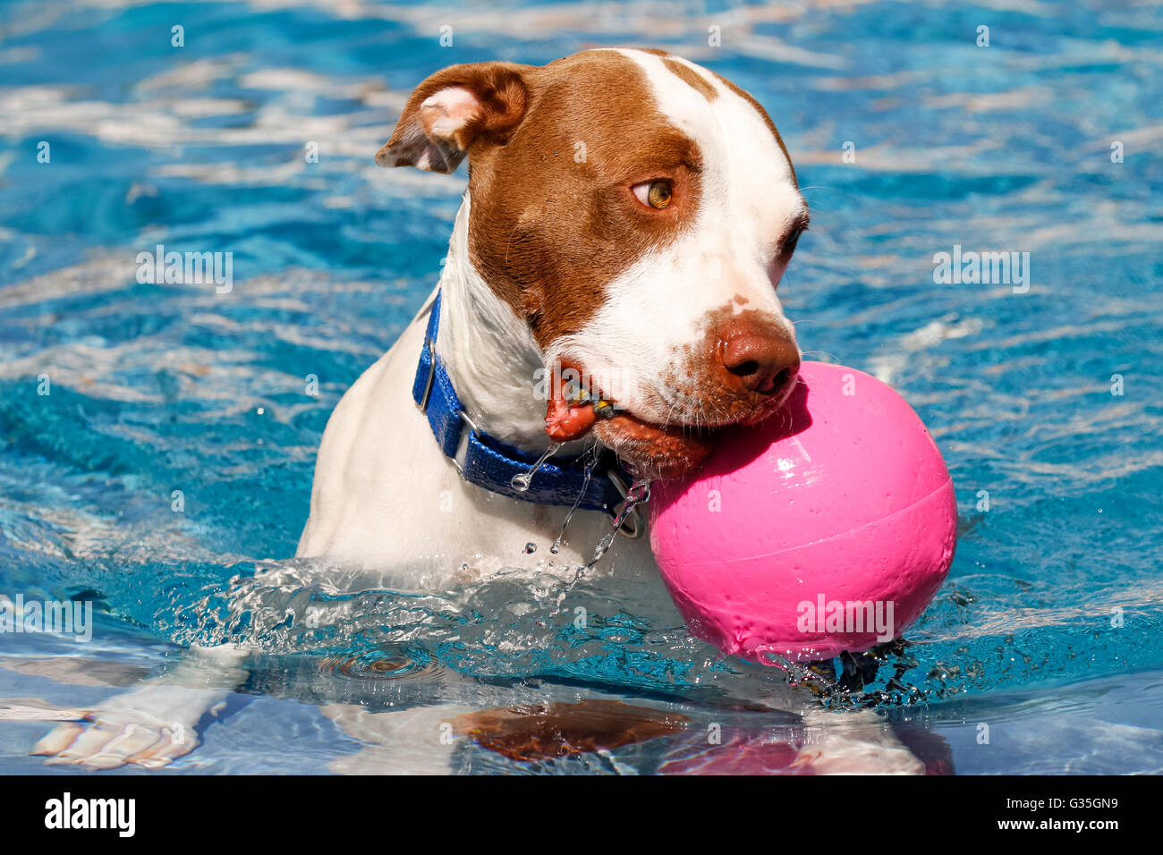 Pitbull im Schwimmbad mit einem rosa ball Stockfoto