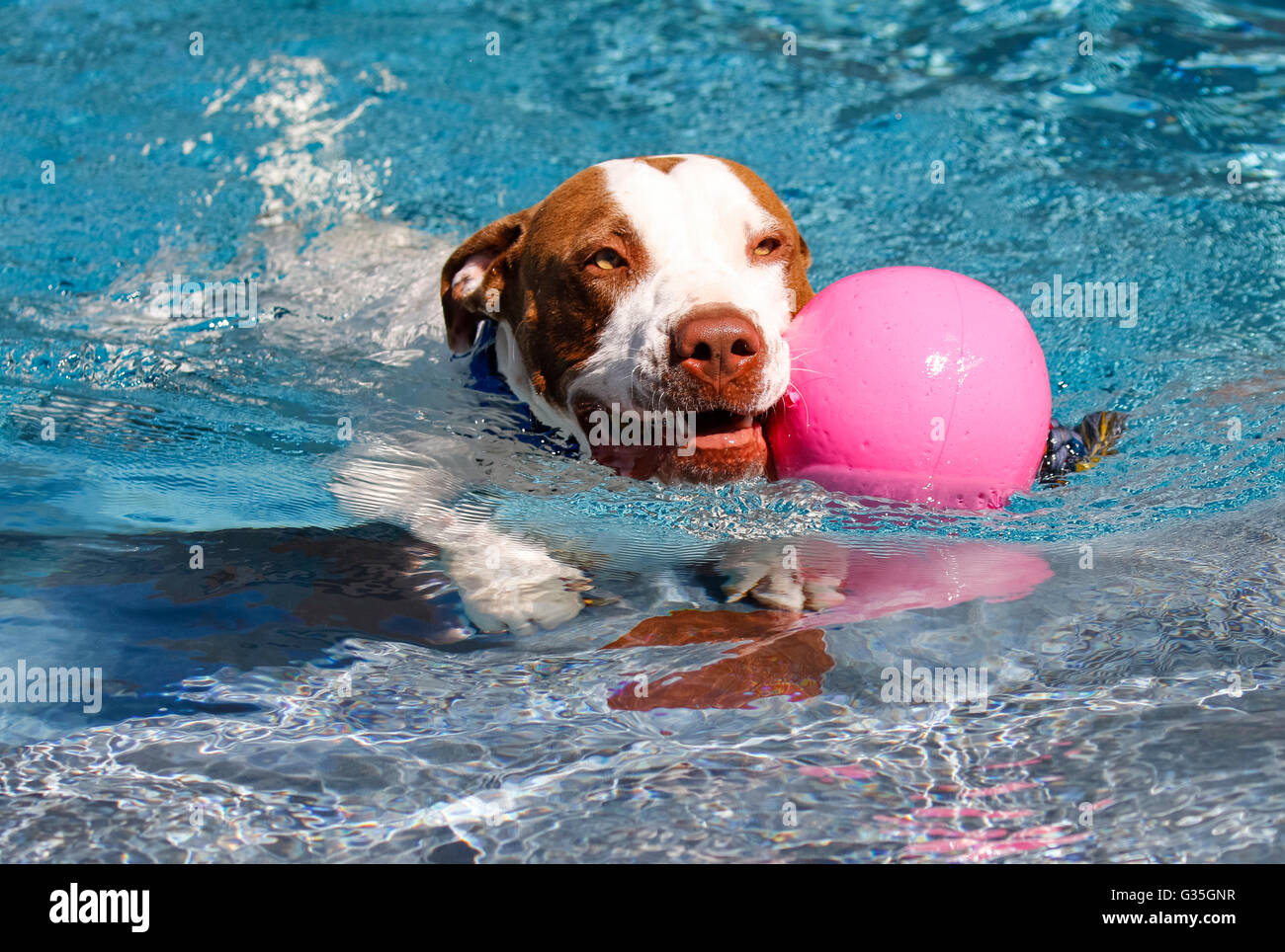 Hund mit einem pinkfarbenen Ball im Schwimmbad Stockfoto