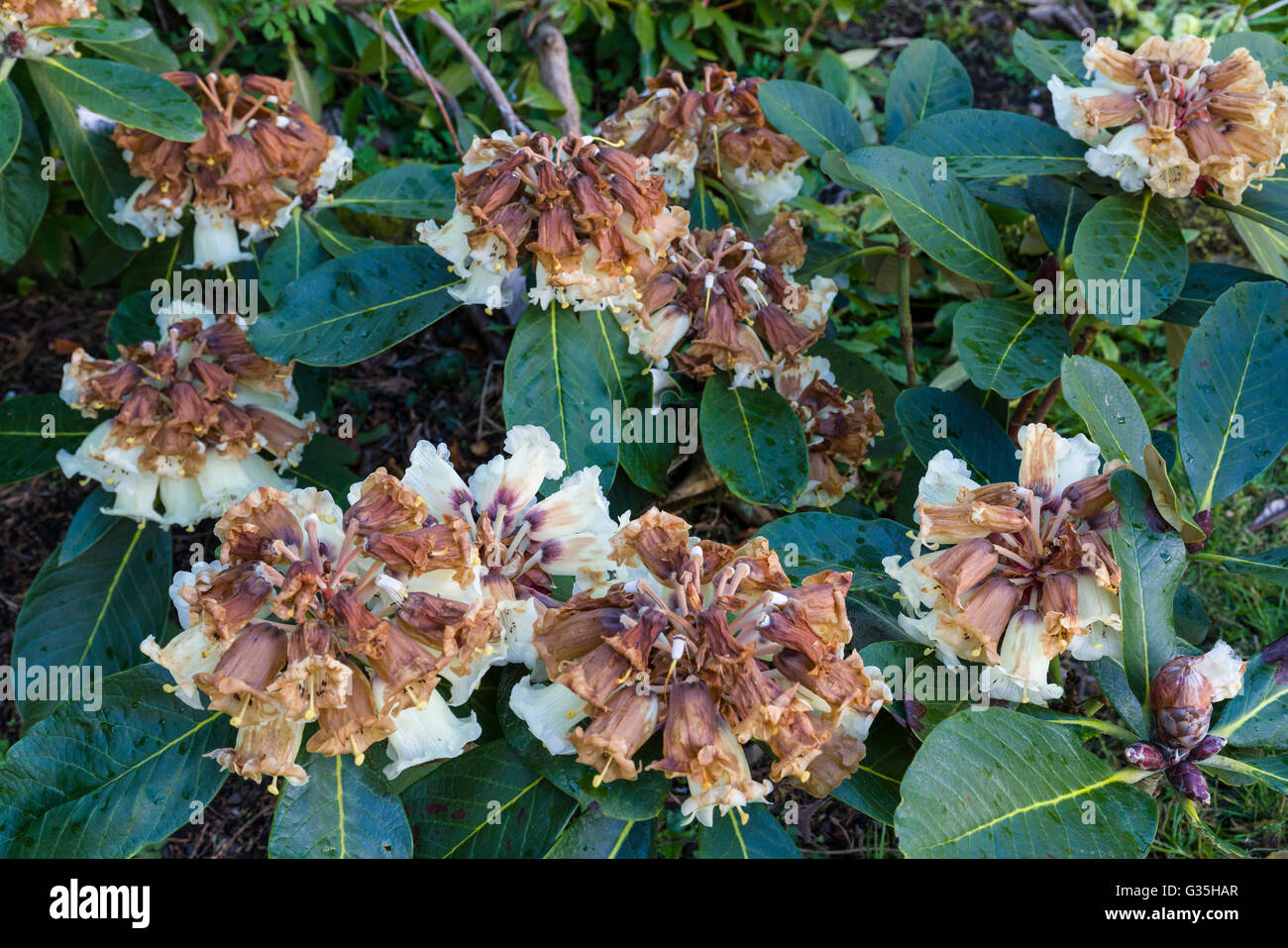 Breitblttrige Rhododendron blht sehr frh, im Mrz, in Schottland.  Frostschden bis zum April Stockfotografie - Alamy