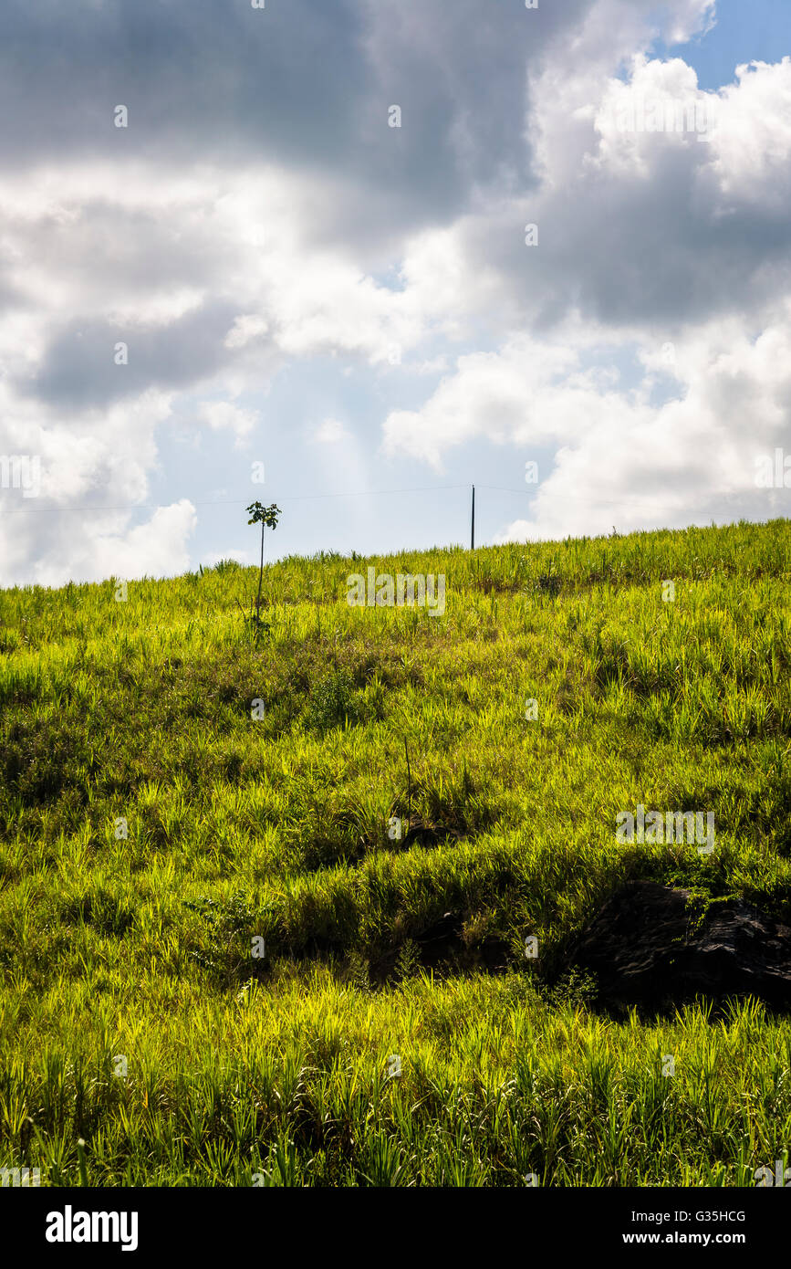 Zuckerrohr-Plantagen, Alagoas, Nordost-Brasilien Stockfoto