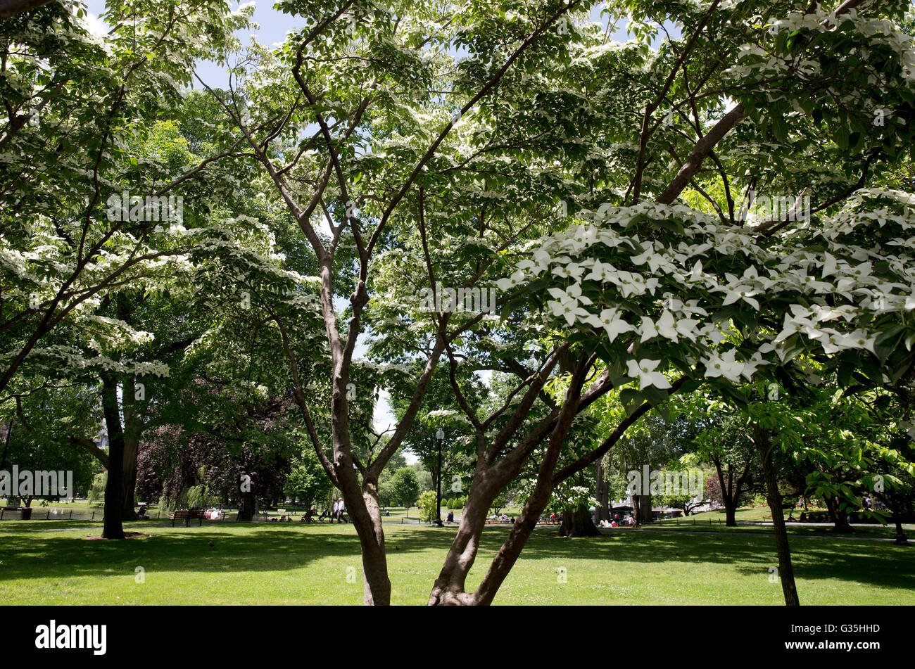 Blühender Baum, Boston Public Garden Stockfoto