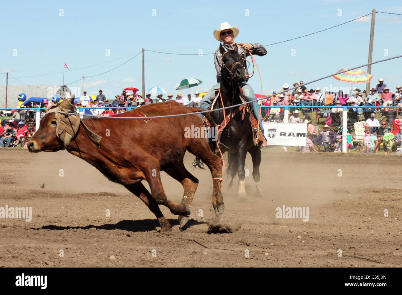 Cowboy-Team roping Event in einem Rodeo in Alberta, Kanada. Stockfoto