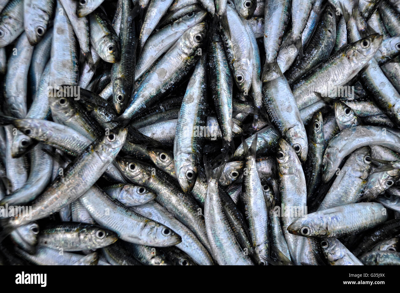 roher Fisch Stockfoto