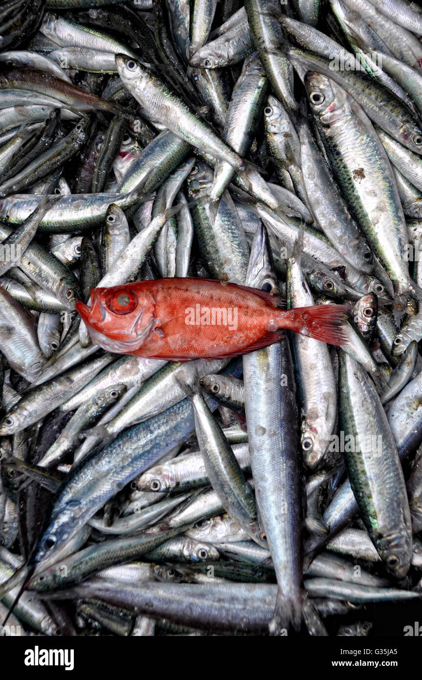 Roter Fisch auf Silter Fisch Stockfoto