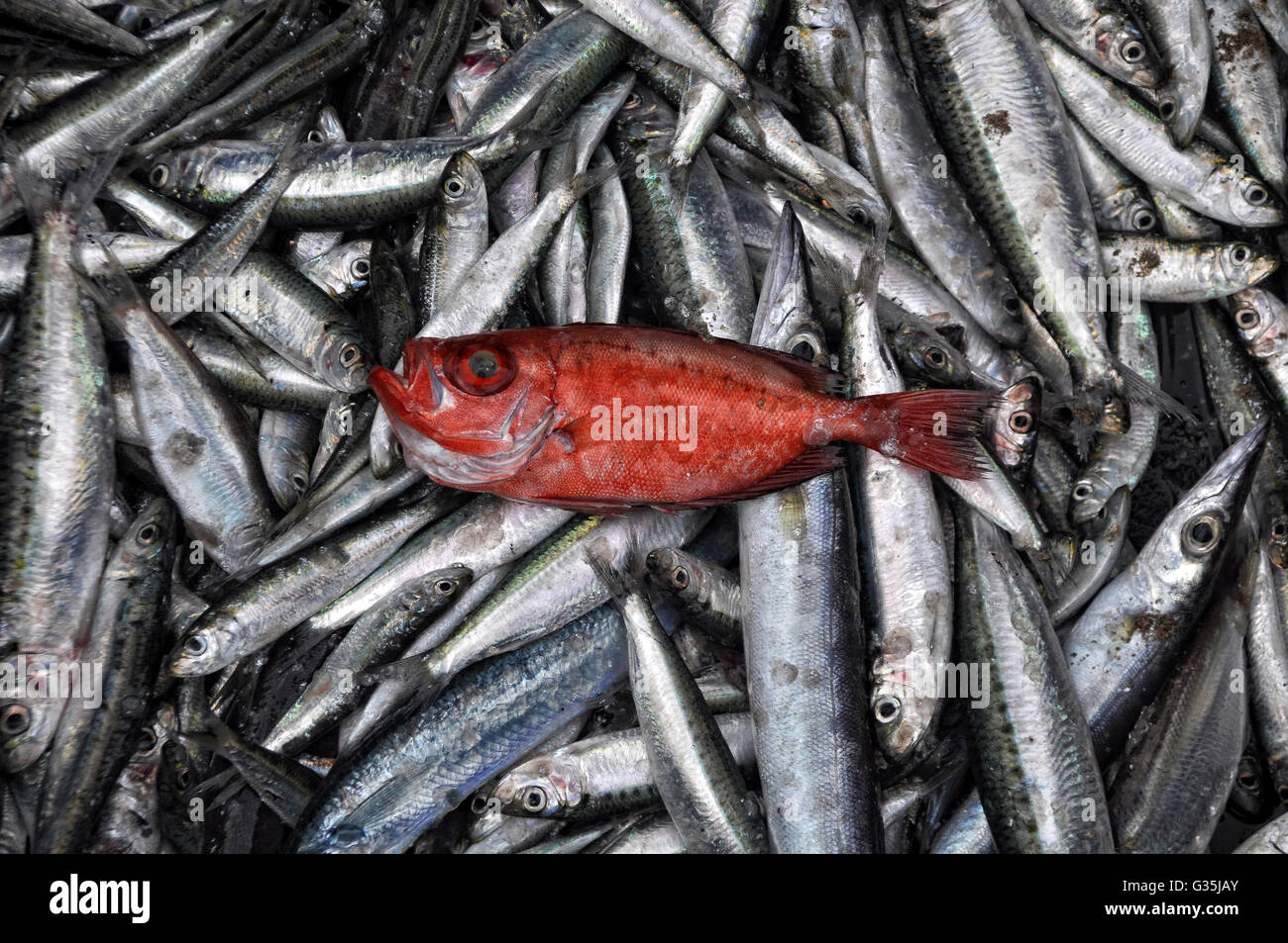 Rotbarsch in oberem Teil Silberfisch Stockfoto