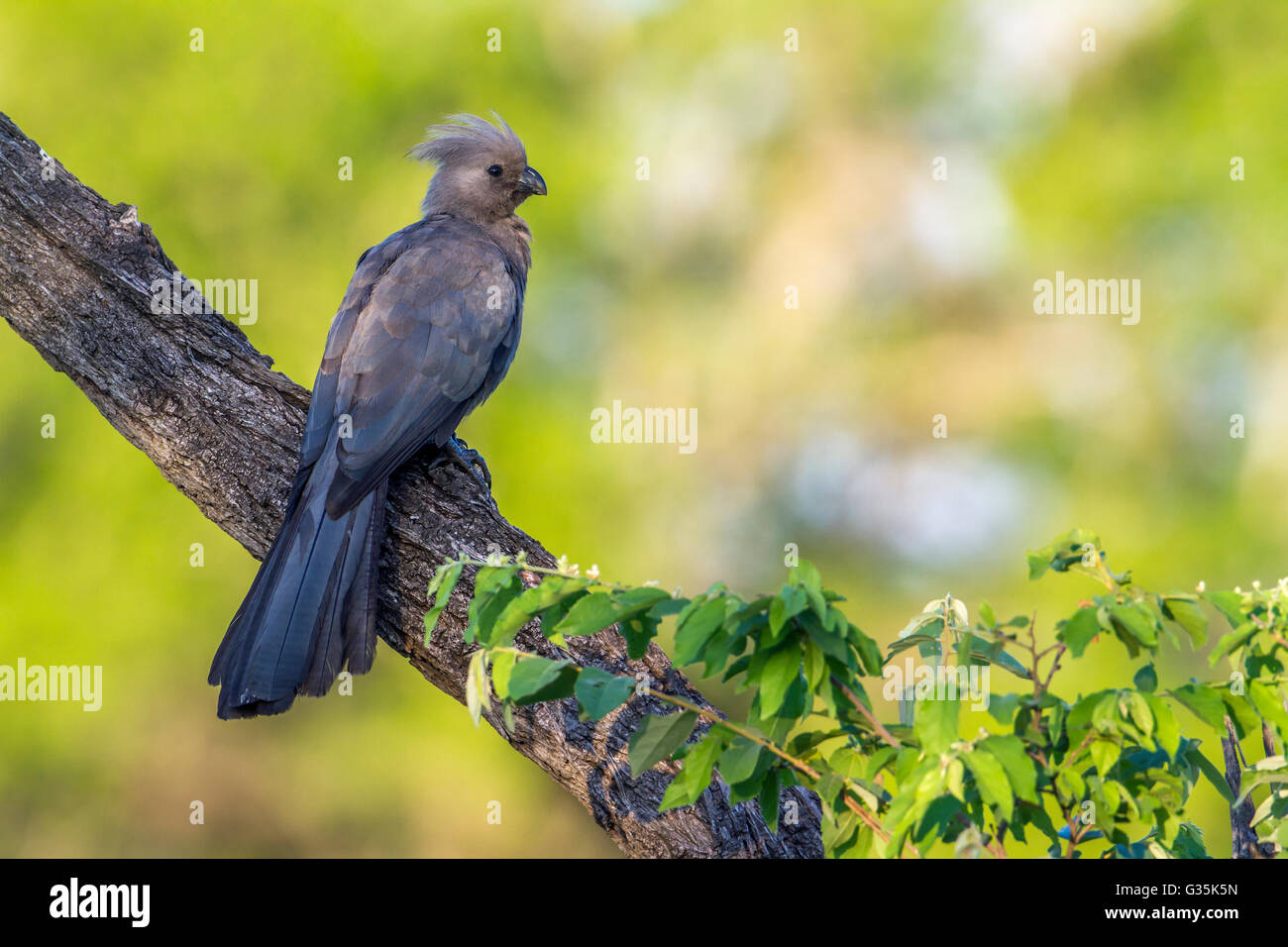 Go-away grauer Vogel im Krüger-Nationalpark, Südafrika; Art Corythaixoides Concolor Familie Musophagidae Stockfoto