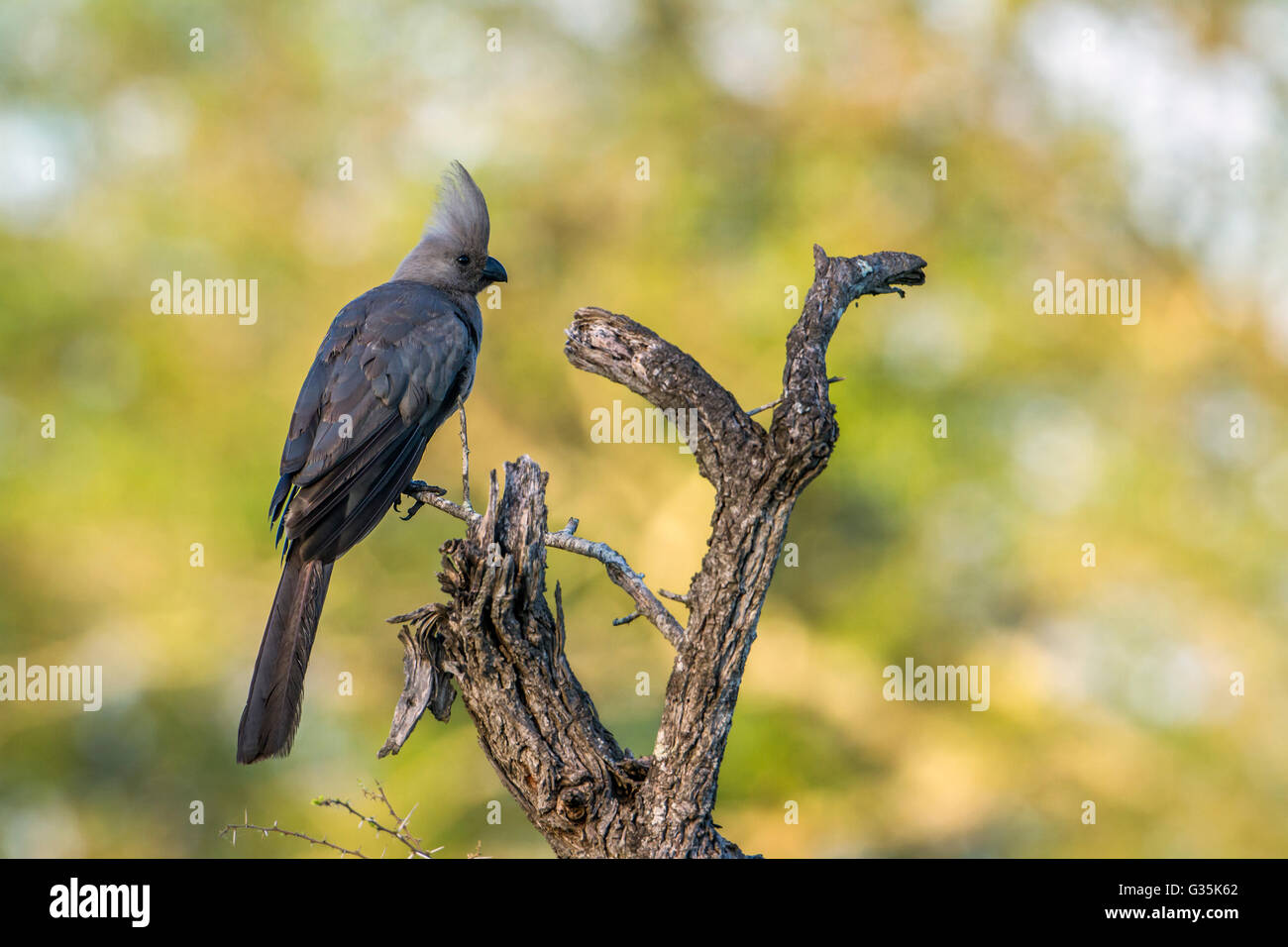 Go-away grauer Vogel im Krüger-Nationalpark, Südafrika; Art Corythaixoides Concolor Familie Musophagidae Stockfoto