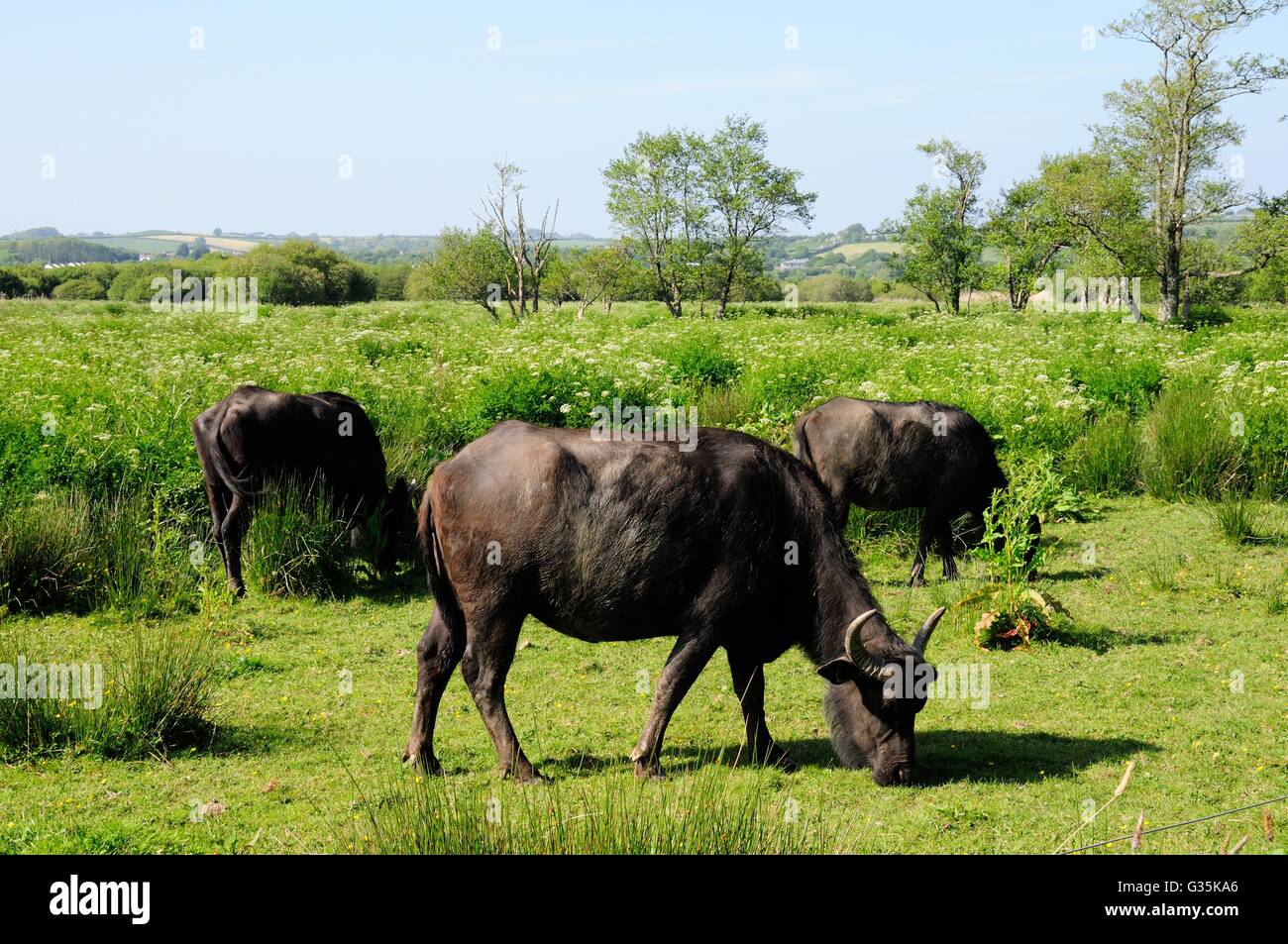 Wasserbüffel grasen auf dem Welsh Wildlife Centre und Tieifi Sümpfe Cilgerran Pembrokeshire Stockfoto