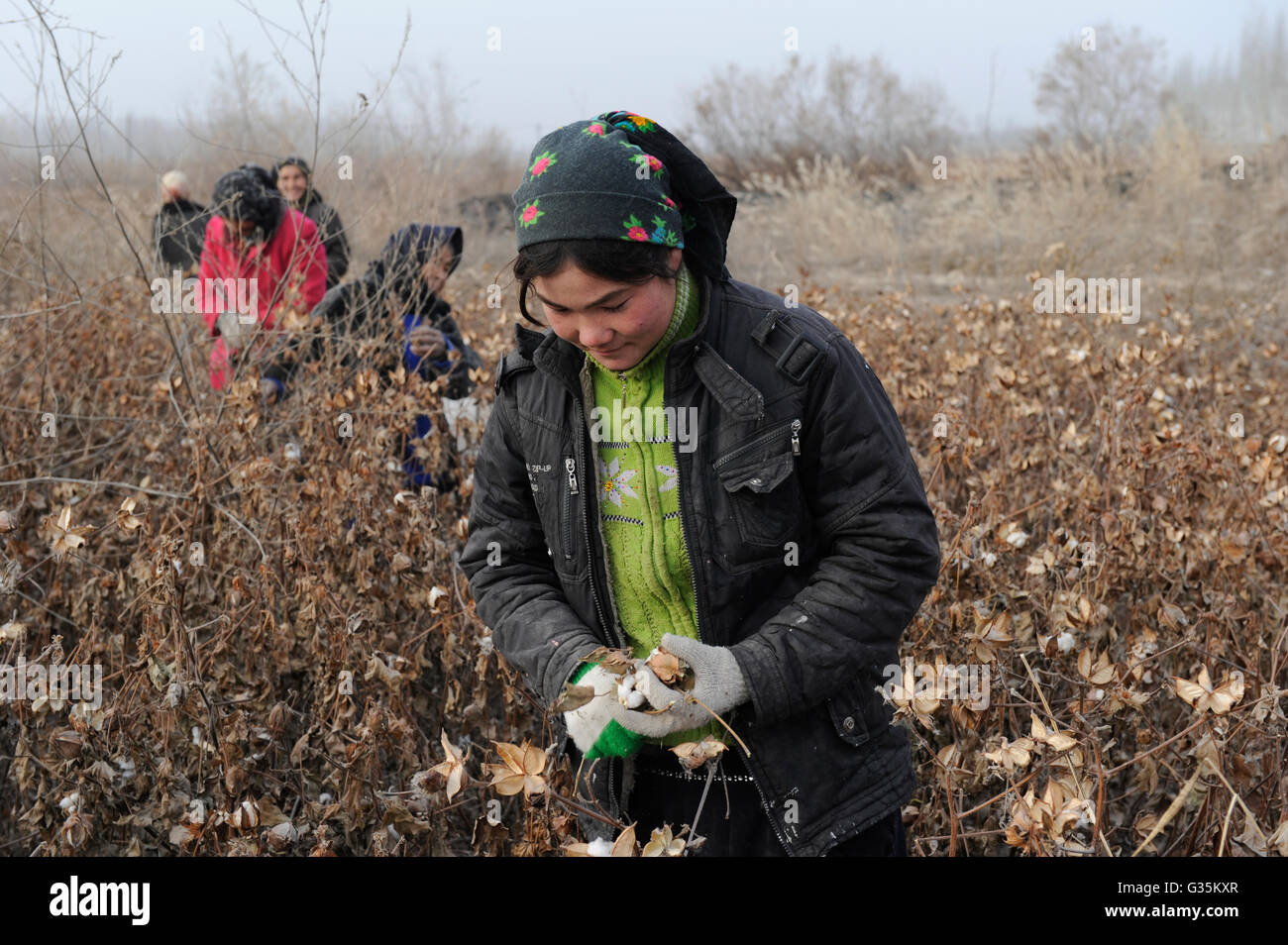 CHINESISCHEN Provinz Xinjiang Kashgar, Erntezeit uigurischen Frauen Baumwolle manuell ein Drittel im winter Stockfoto