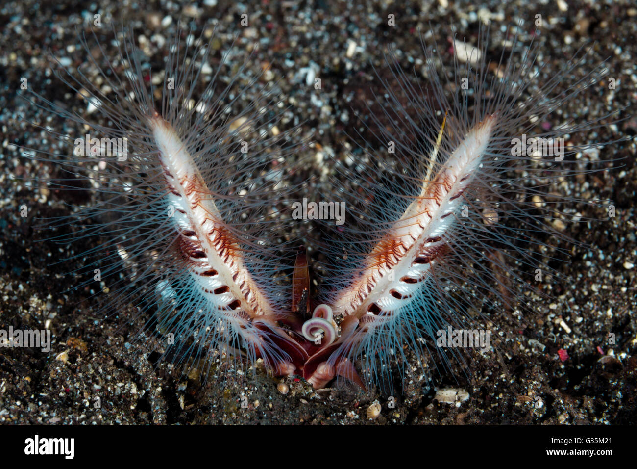 Sabellarid Tube Worm, Gattung SP., Komodo National Park, Indonesien Stockfoto