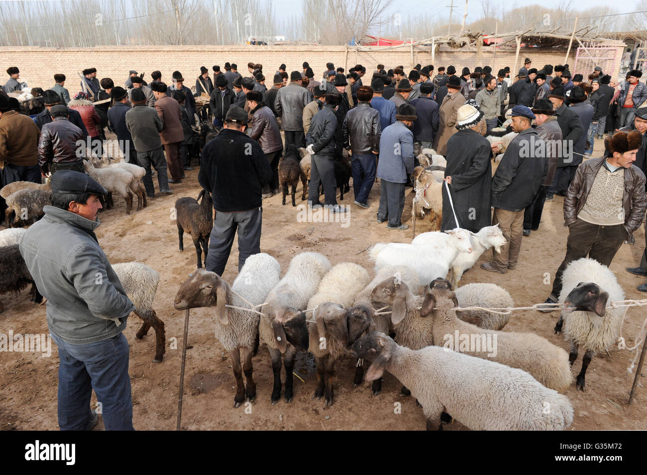 CHINA Provinz Xinjiang, Markttag in der uigurischen Dorf Langar in der Nähe von Kashgar, Viehmarkt, Menschen verkaufen Schafen und Lämmern Stockfoto