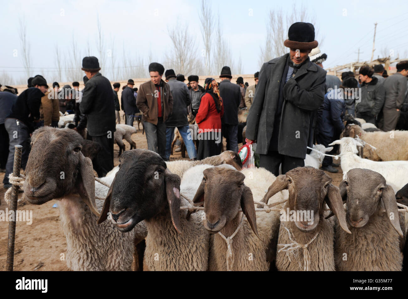 CHINA Provinz Xinjiang, Markttag in der uigurischen Dorf Langar in der Nähe von Kashgar, Viehmarkt, Menschen verkaufen Schafen und Lämmern Stockfoto