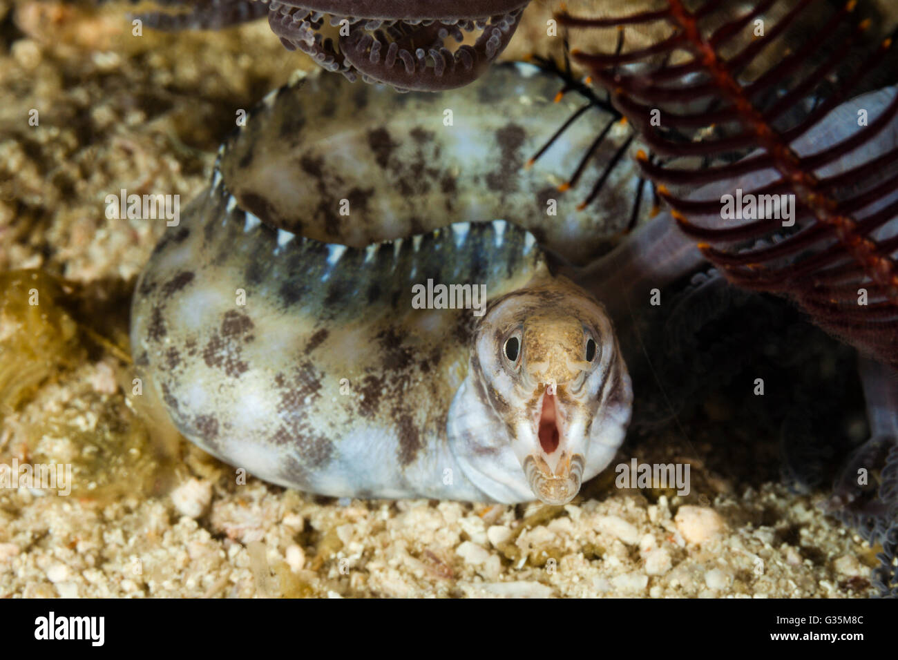 Nahaufnahme von Barré-Fin Moray, Gymnothorax Zonipectis, Komodo National Park, Indonesien Stockfoto