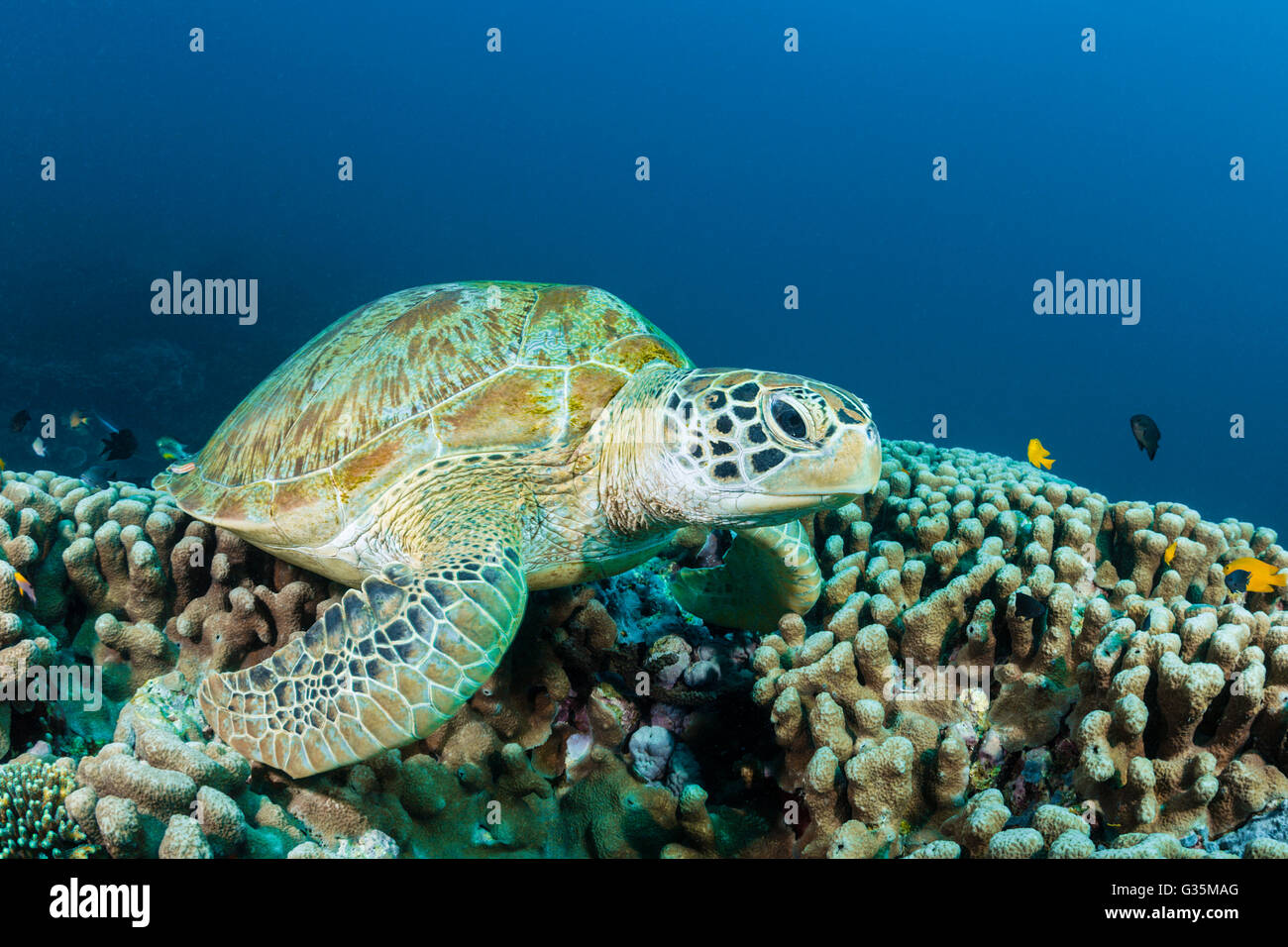 Green Sea Turtle, Chelonia Mydas, Komodo National Park, Indonesien Stockfoto