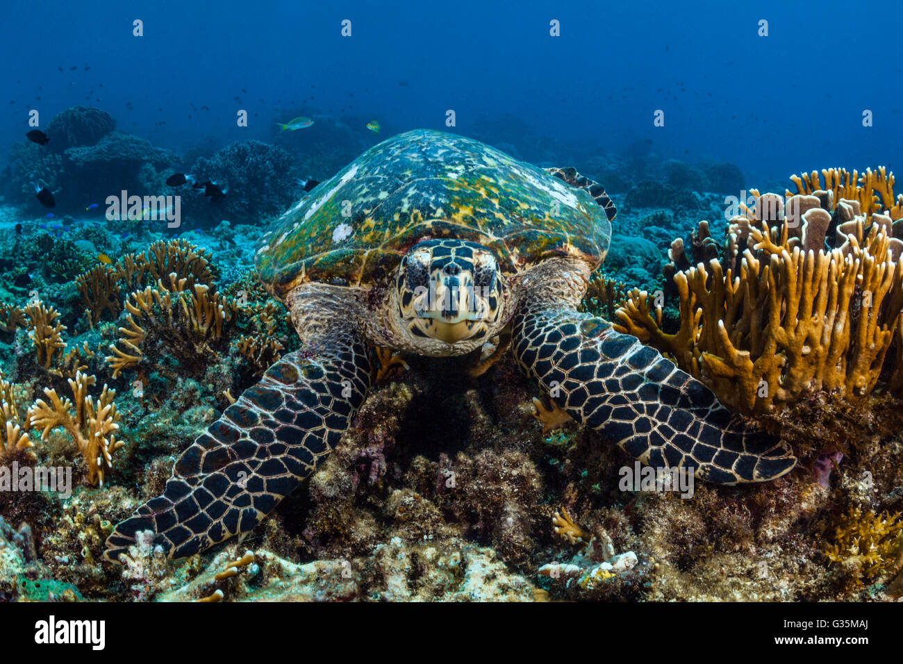 Echte Karettschildkröte, Eretmochelys Imbricata, Komodo National Park, Indonesien Stockfoto