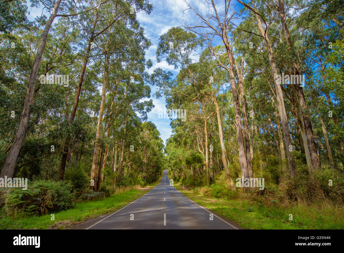 Bäume entlang der Straße Stockfoto