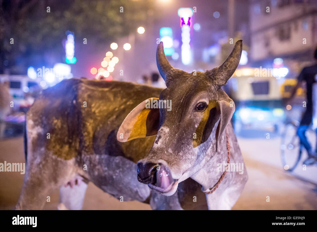 Eine Kuh leckt seine Lippen in Delhi, Indien.  Bildnachweis: Euan Cherry Stockfoto