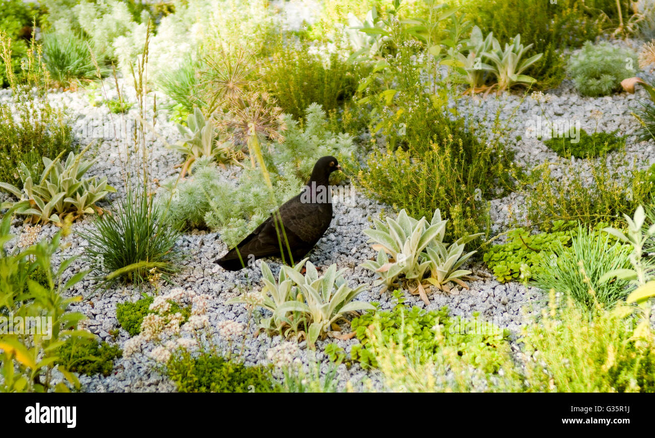 Taube Im Garten Stockfotografie Alamy