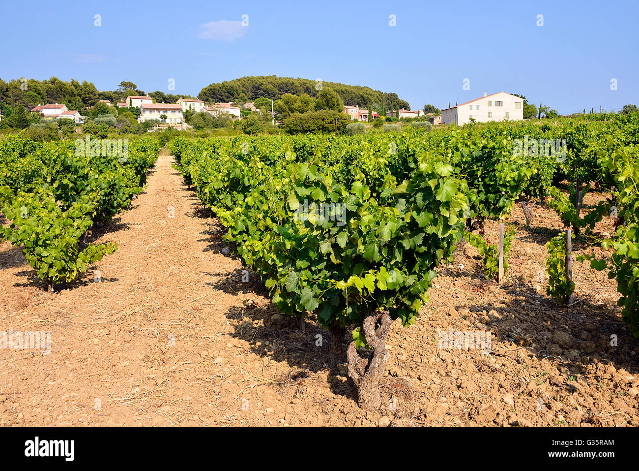 Weinberg von Le Castellet, Gemeinde in der Region Provence-Alpes-Côte d ' Azur im Südosten Frankreichs Stockfoto