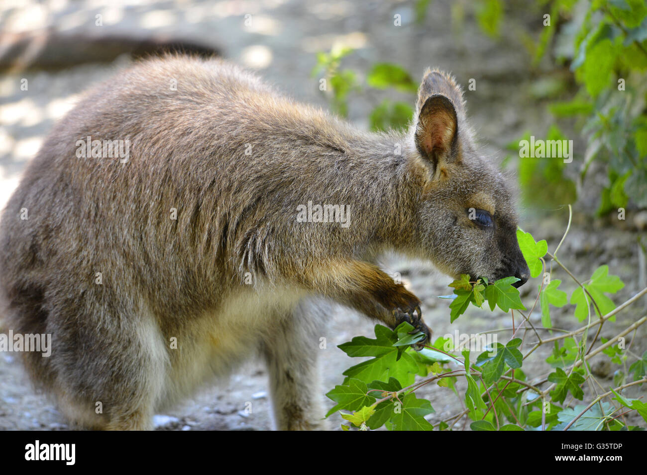 Closeup Wallaby Bennet oder Red-necked Wallabies (Macropus Rufogriseus) Blätter zu essen Stockfoto