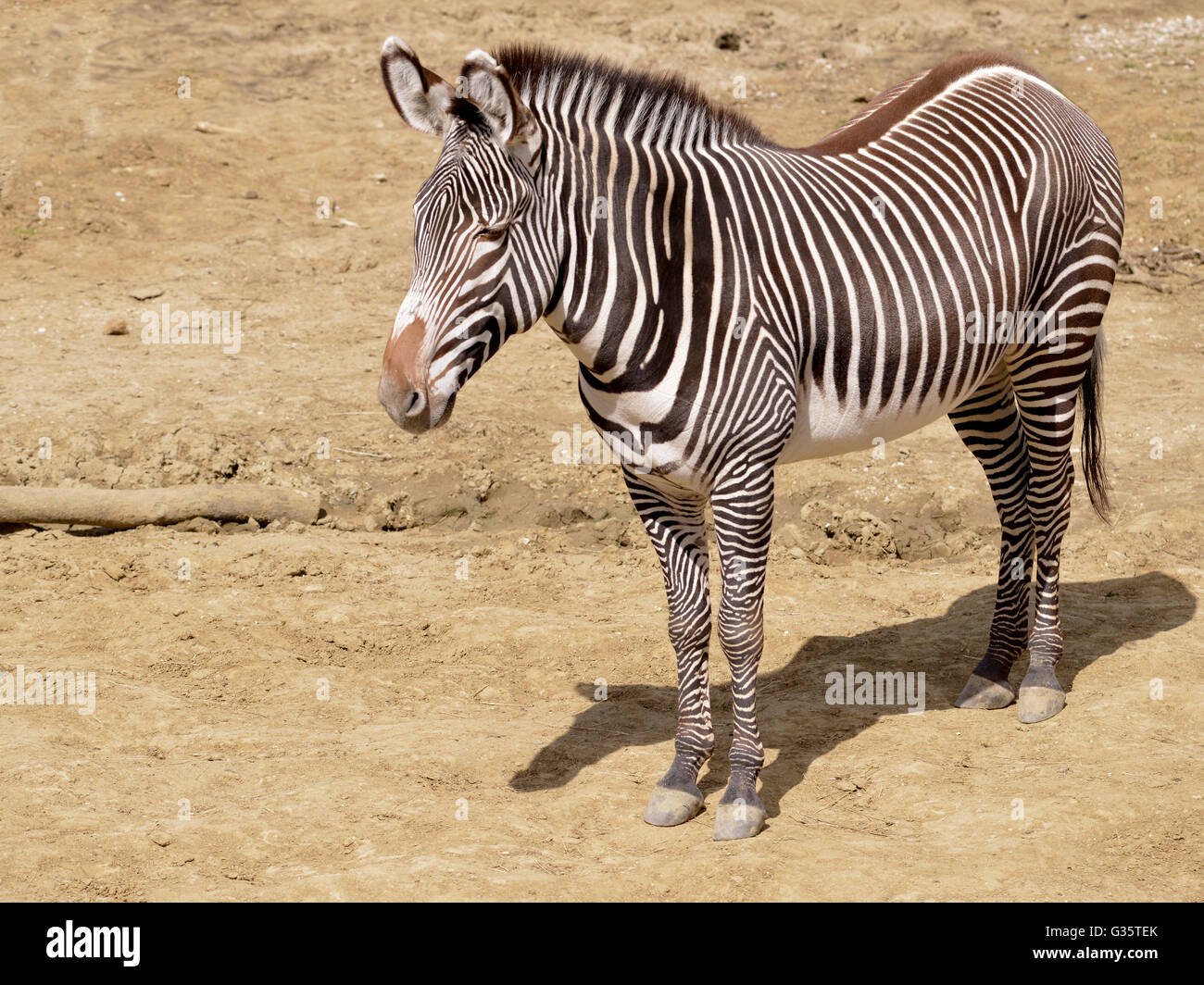 Zebra Grevy oder imperial Zebra (Equus Grevyi) stehen auf dem Sandboden Stockfoto