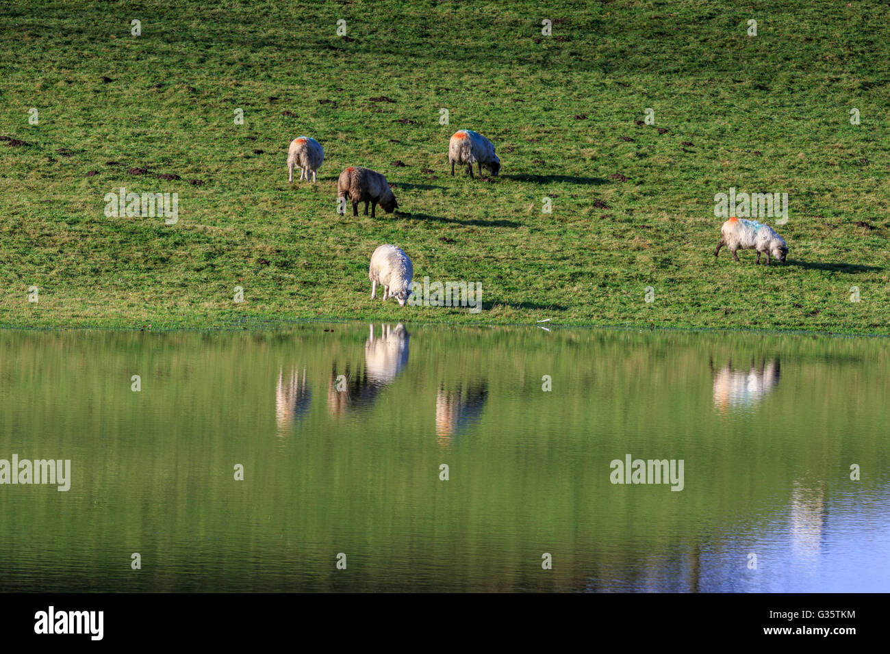 Schafe auf dem Gebiet mit Reflexion Stockfoto