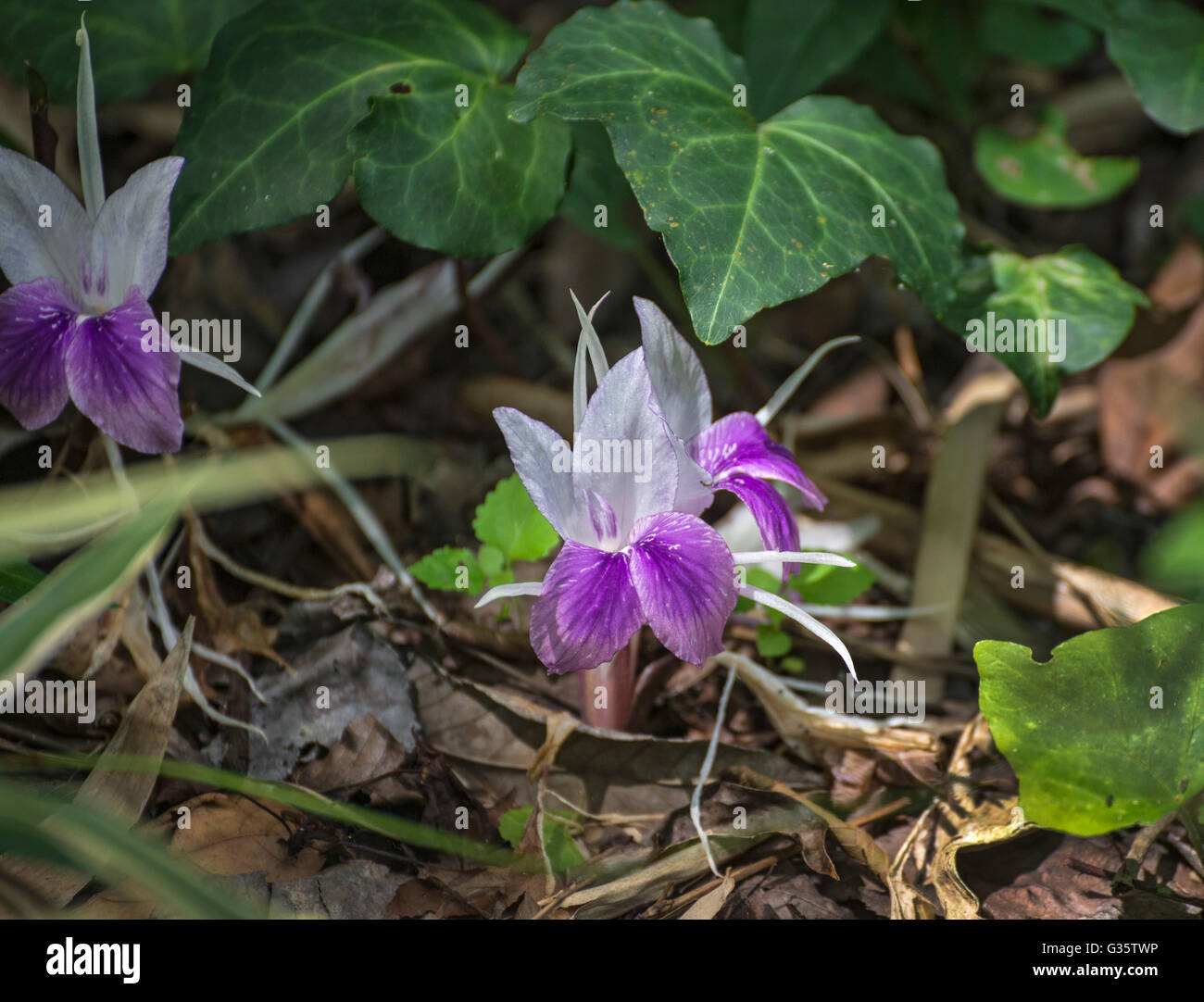 Scharlach Fotos und Bildmaterial in hoher Auflösung Alamy