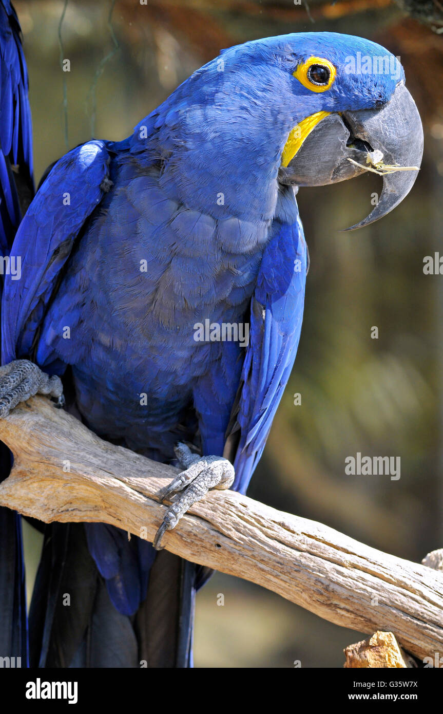 Porträt blau Hyazinth-Ara (Anodorhynchus Hyacinthinus) auf Barsch Stockfoto