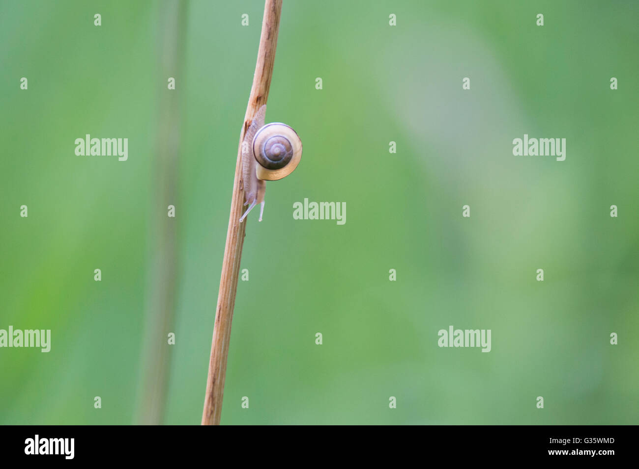 High-Speed-Schnecke auf einem Stick nach unten verschieben Stockfoto