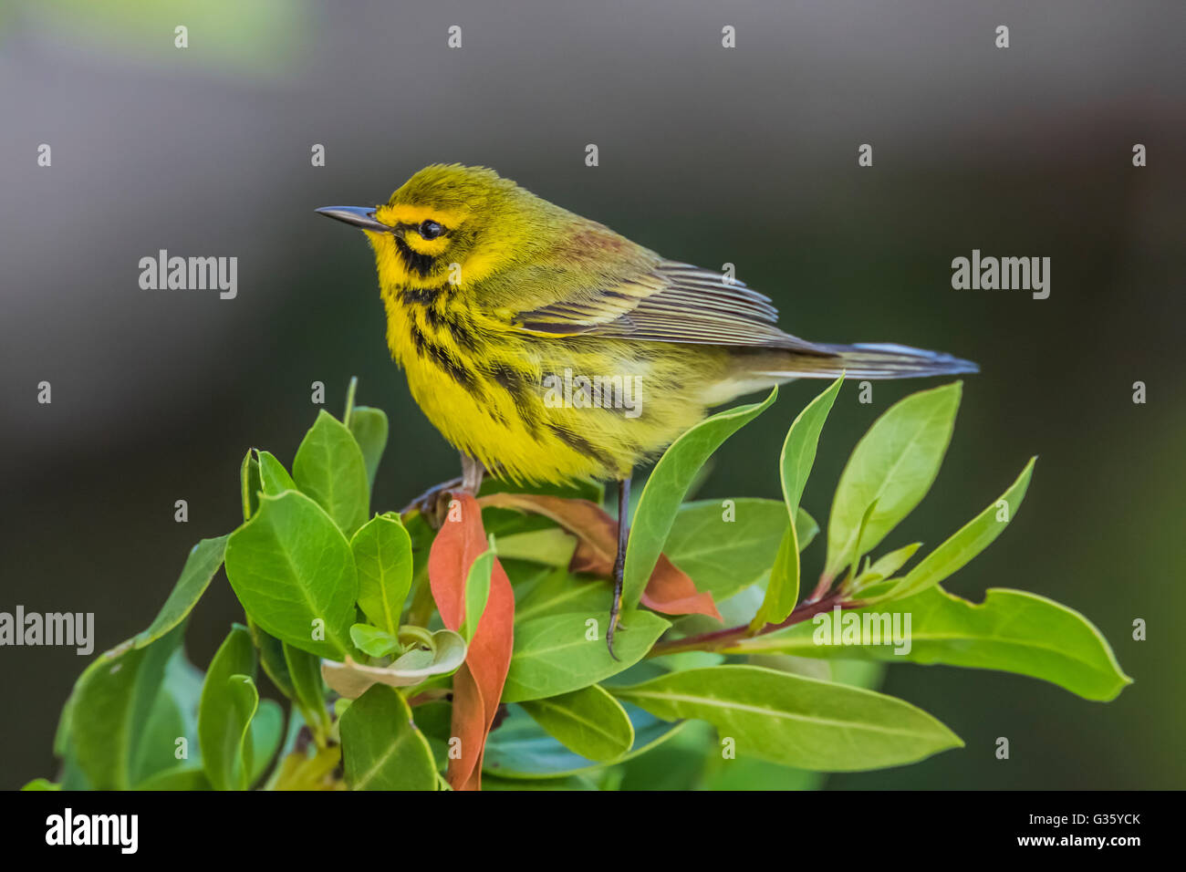 Prairie Warbler, Setophaga verfärben, Männchen während der Migration Fort Jefferson, Dry-Tortugas-Nationalpark, Florida, USA Stockfoto