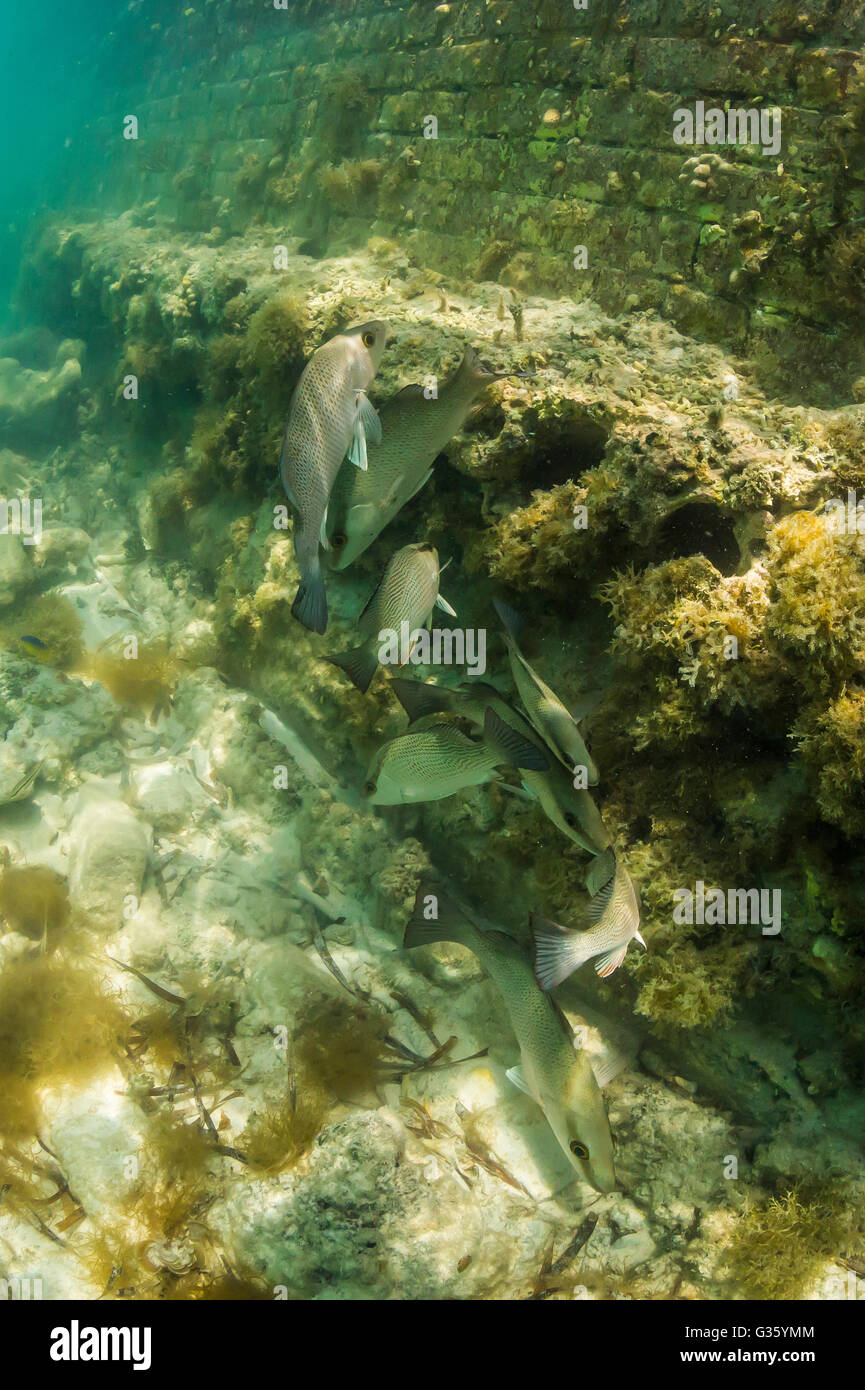 Fische sammeln in eine Öffnung zum Graben rund um Fort Jefferson auf Garden Key im Dry-Tortugas-Nationalpark, Florida, USA Stockfoto