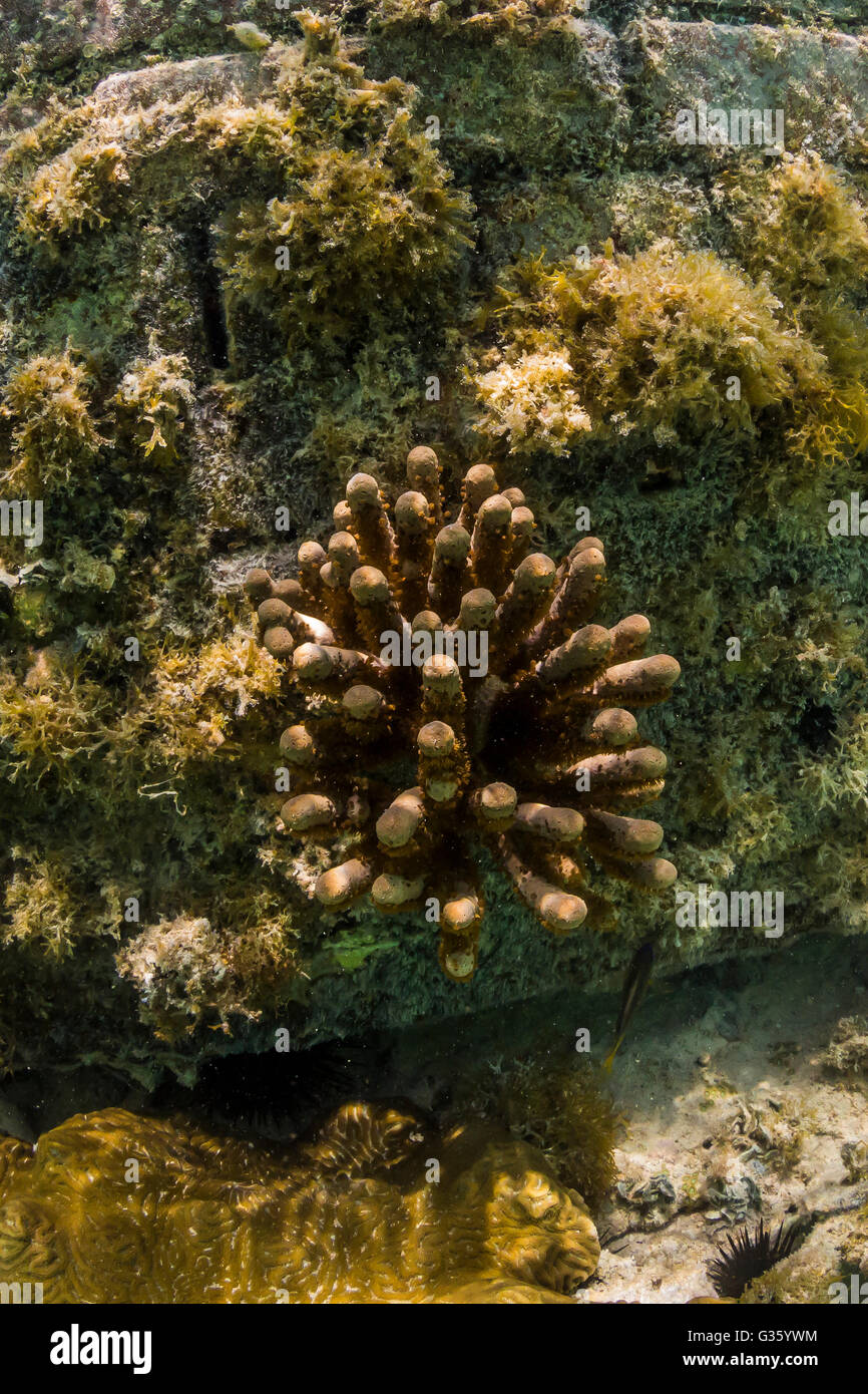 Schnorchler können die bunten Korallen und Schwämme um Fort Jefferson im Dry-Tortugas-Nationalpark, Florida, USA erkunden Stockfoto