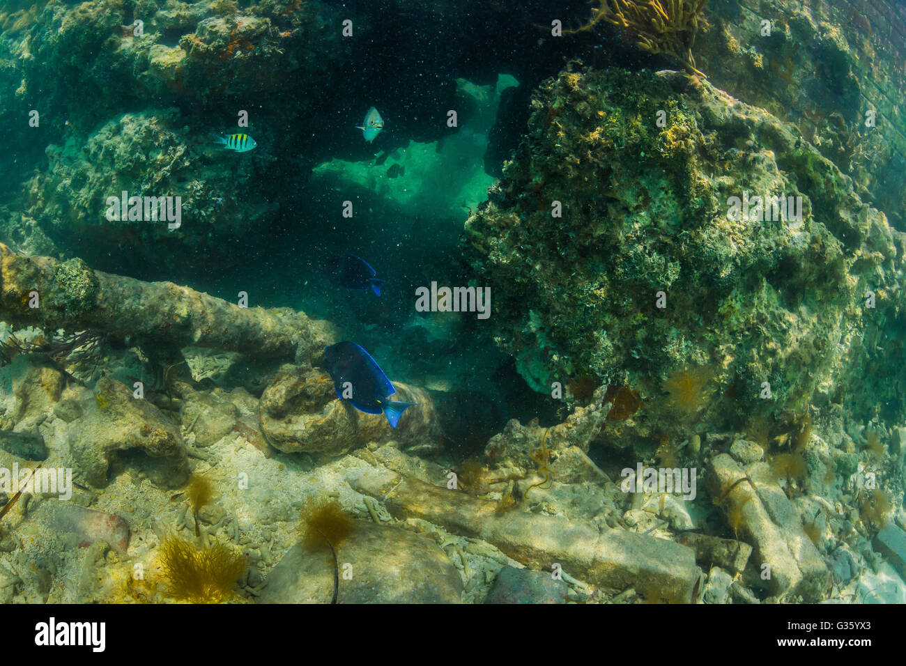 Schnorchler können Korallenriff Fische entlang der Wassergraben um Fort Jefferson im Dry-Tortugas-Nationalpark, Florida, USA anzeigen Stockfoto