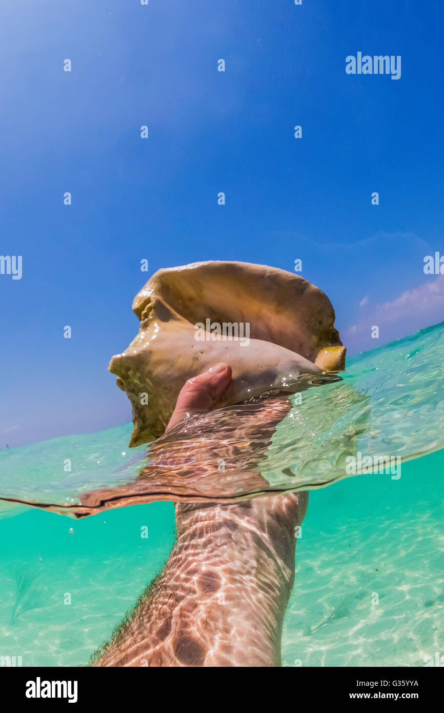Muschelhorn gefunden auf dem sandigen Boden unter Wasser in der Nähe der Wassergraben um Fort Jefferson im Dry-Tortugas-Nationalpark, Florida, USA Stockfoto