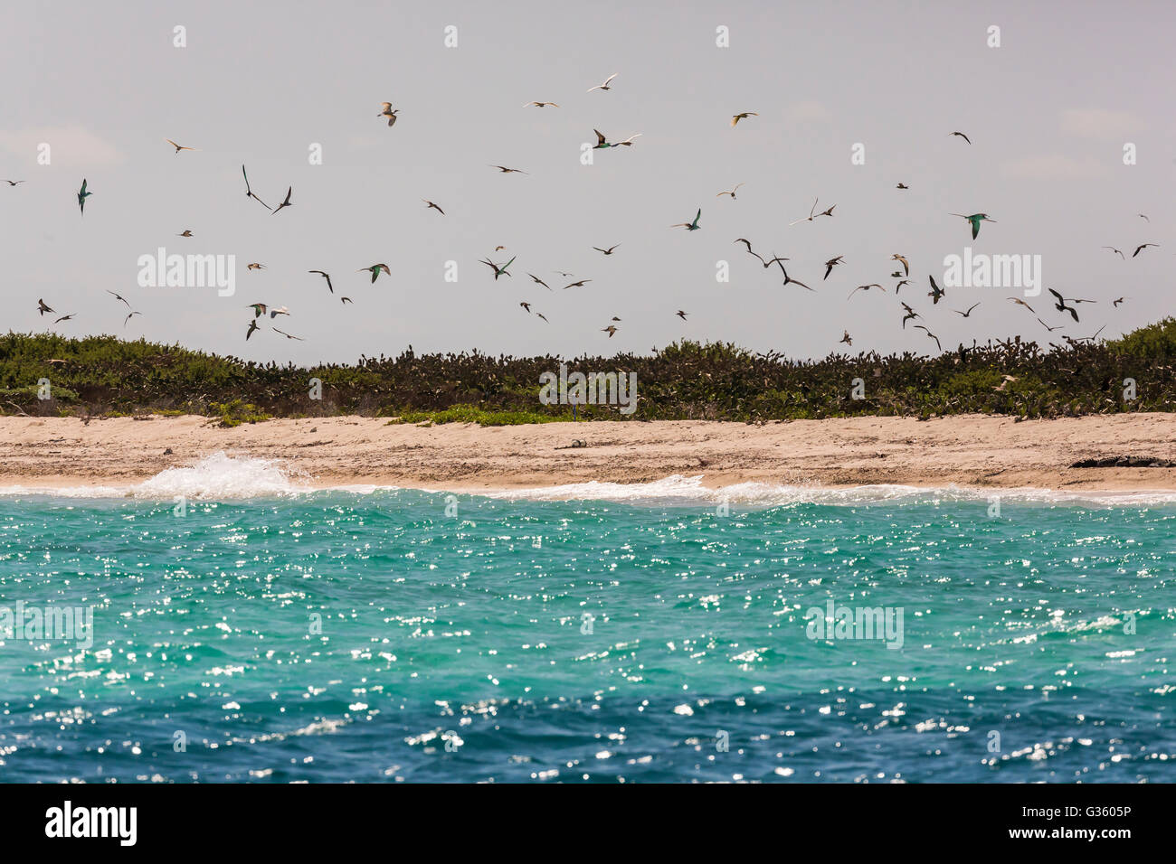 Bush-Schlüssel, betrachtet mit seinen Verschachtelung Kolonien der Rußseeschwalben und braun Schlankschnabelnoddies von Fort Jefferson, Dry Tortugas Nationalpark, FL Stockfoto