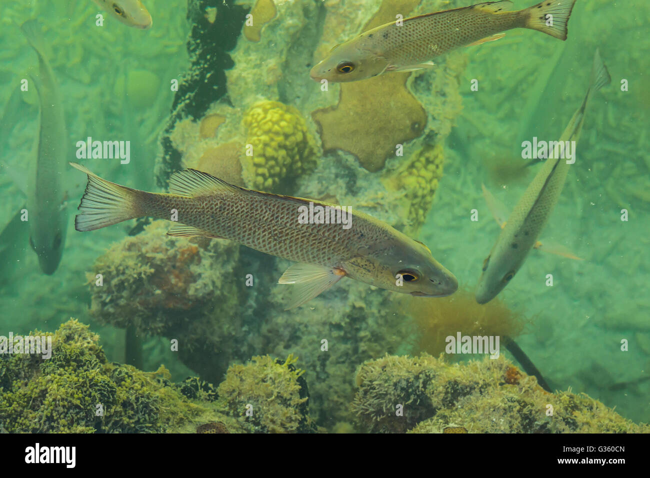 Fisch, gesehen von der Promenade rund um den Burggraben umgeben Fort Jefferson auf Garden Key, Dry-Tortugas-Nationalpark, Florida, USA Stockfoto