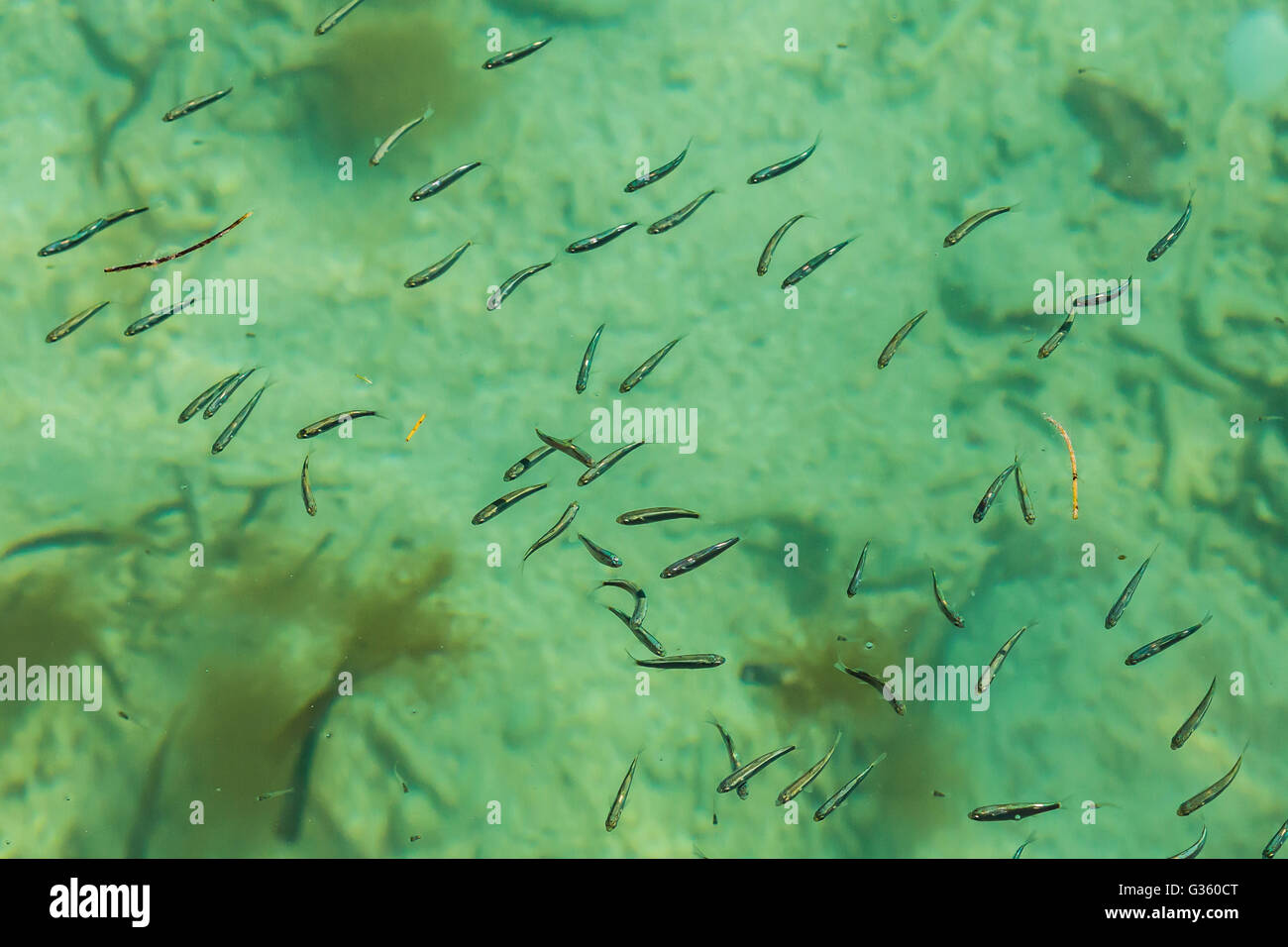 Fisch, gesehen von der Promenade rund um den Burggraben umgeben Fort Jefferson auf Garden Key, Dry-Tortugas-Nationalpark, Florida, USA Stockfoto