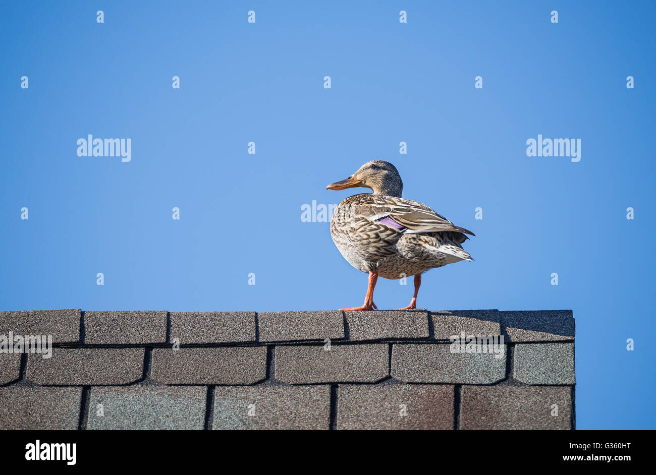 Weibliche Stockente (Anas Platyrhynchos) auf dem Dach gegen blauen Himmel Stockfoto