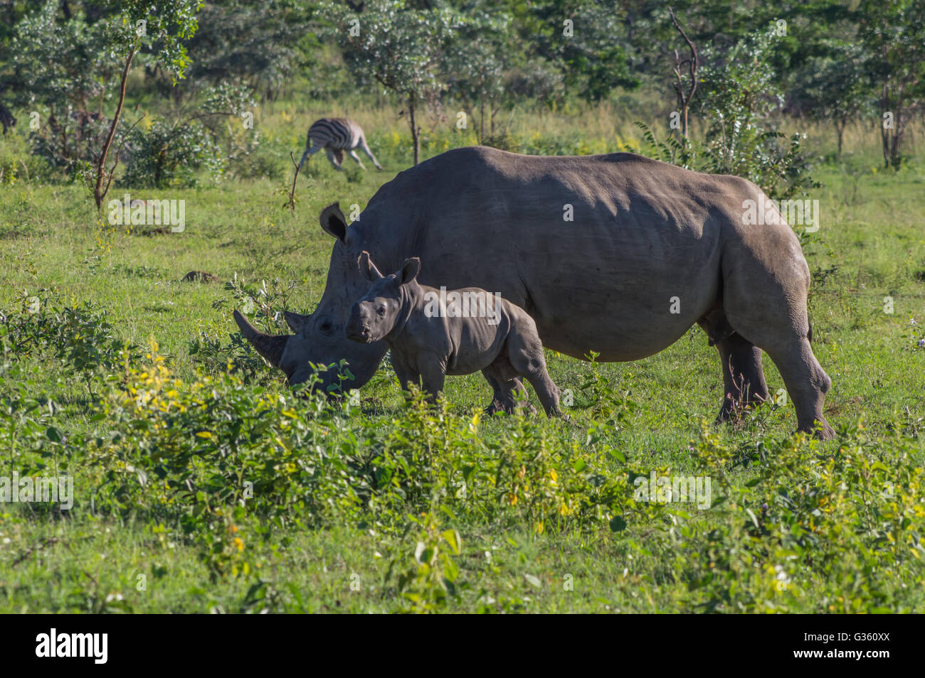 Südliche Breitmaulnashorn Beweidung in das Weldgevonden-Wildreservat in Südafrika Stockfoto