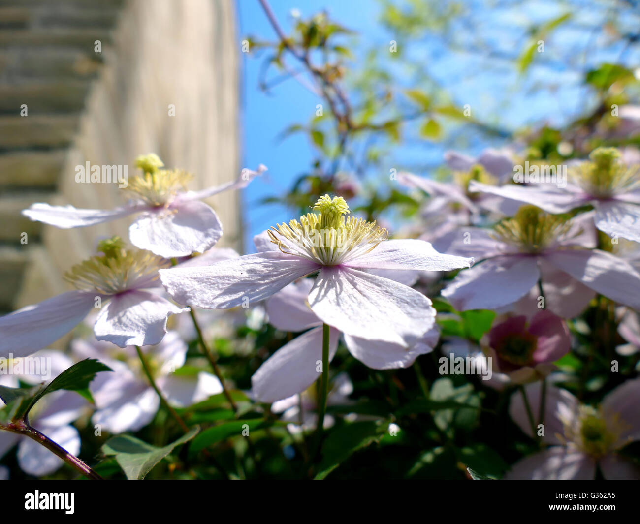 Clematis Haus Stockfotos und bilder Kaufen Alamy