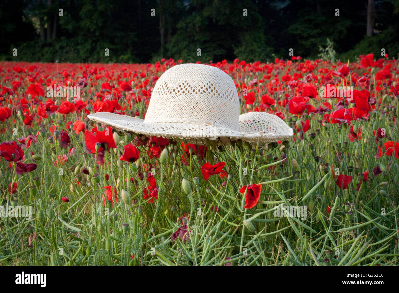Ein sommerlicher Strohhut saß auf einem Feld von roten Mohnblumen Stockfoto