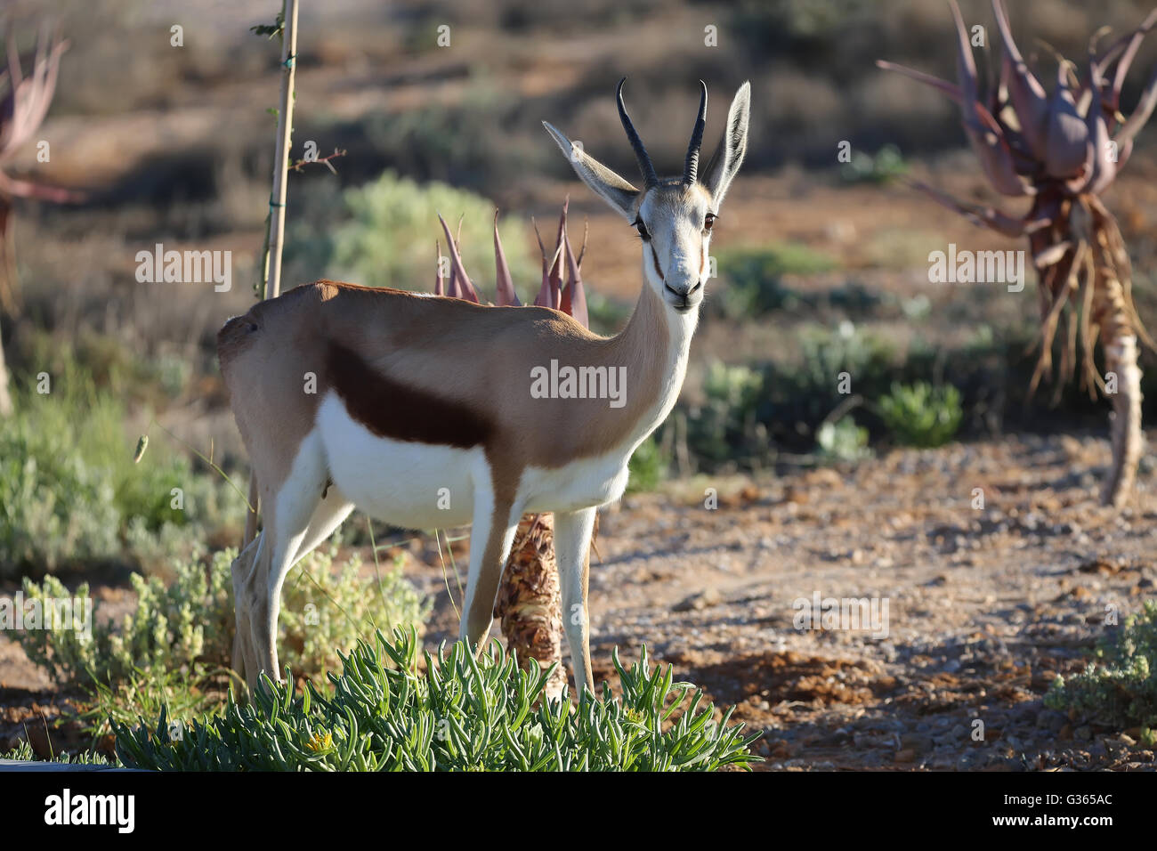 Eine junge Springbock (Antidorcas Marsupialis) im Namaqualand Stockfoto