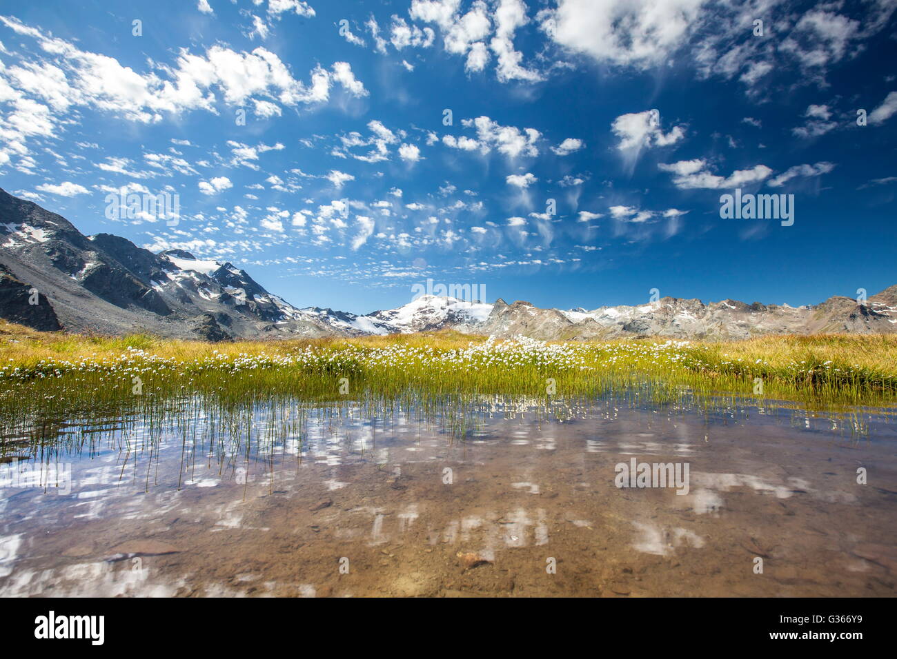 Blühenden Wollgras am Lej Furtschellas Engadin Schweiz Europa Stockfoto