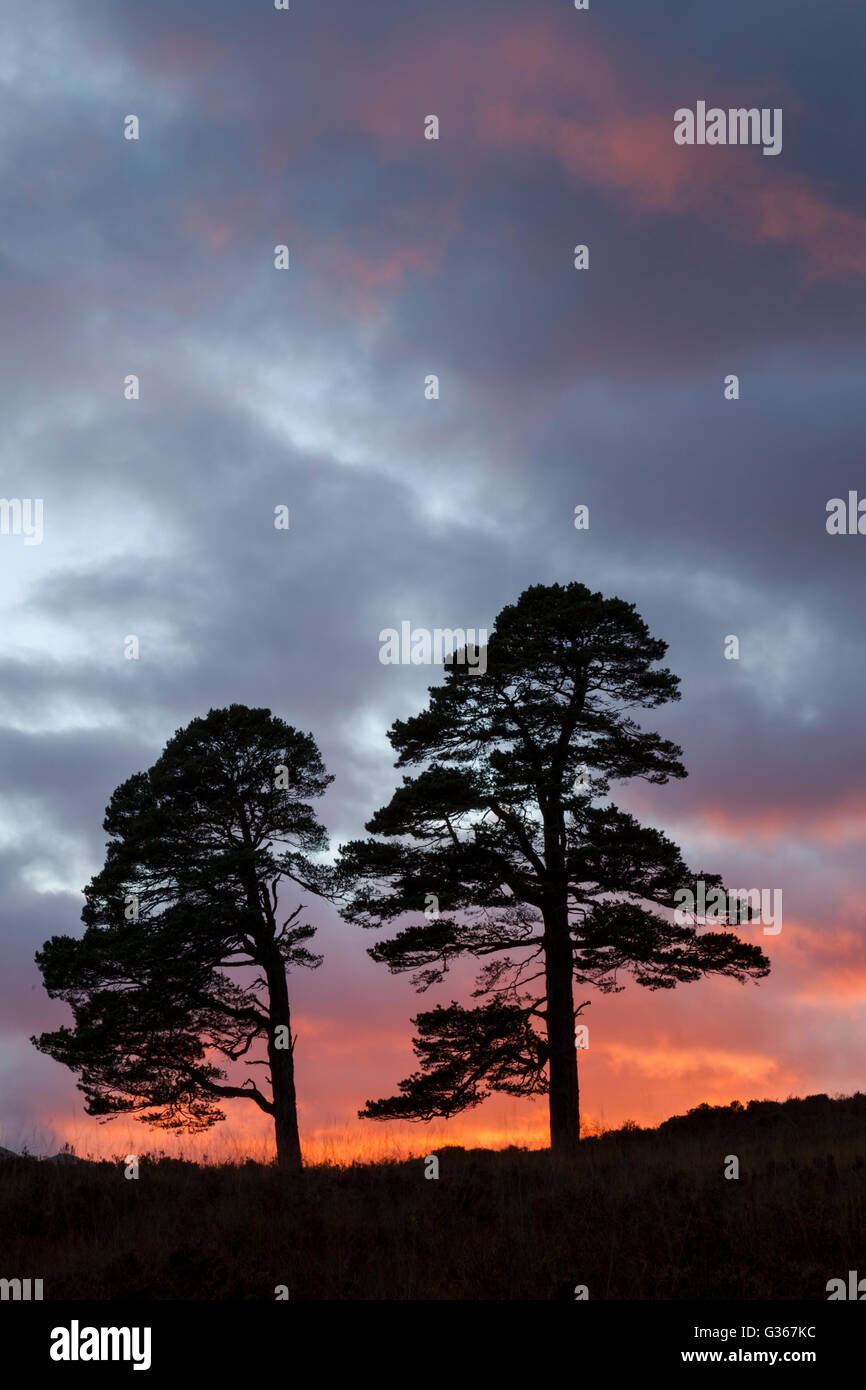 Föhren, lateinischer Name Pinus Sylvestris, Silhouette bei Sonnenuntergang in Glen Affric, Schottland Stockfoto
