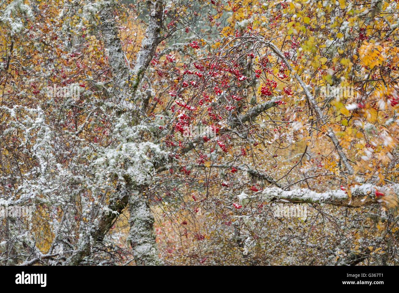 Eberesche (Eberesche), lateinischer Name Sorbus Aucuparia, in Atumnal Farbe orange Blätter und rote Beeren mit einer Prise sn Stockfoto