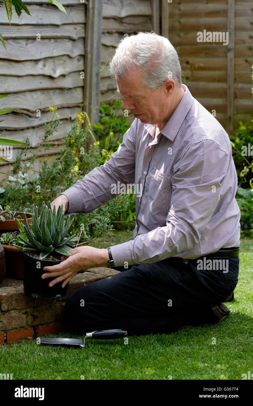 eine Reife im Ruhestand männliche tendenziell seine rückseitigen Garten England-Vereinigtes Königreich Stockfoto