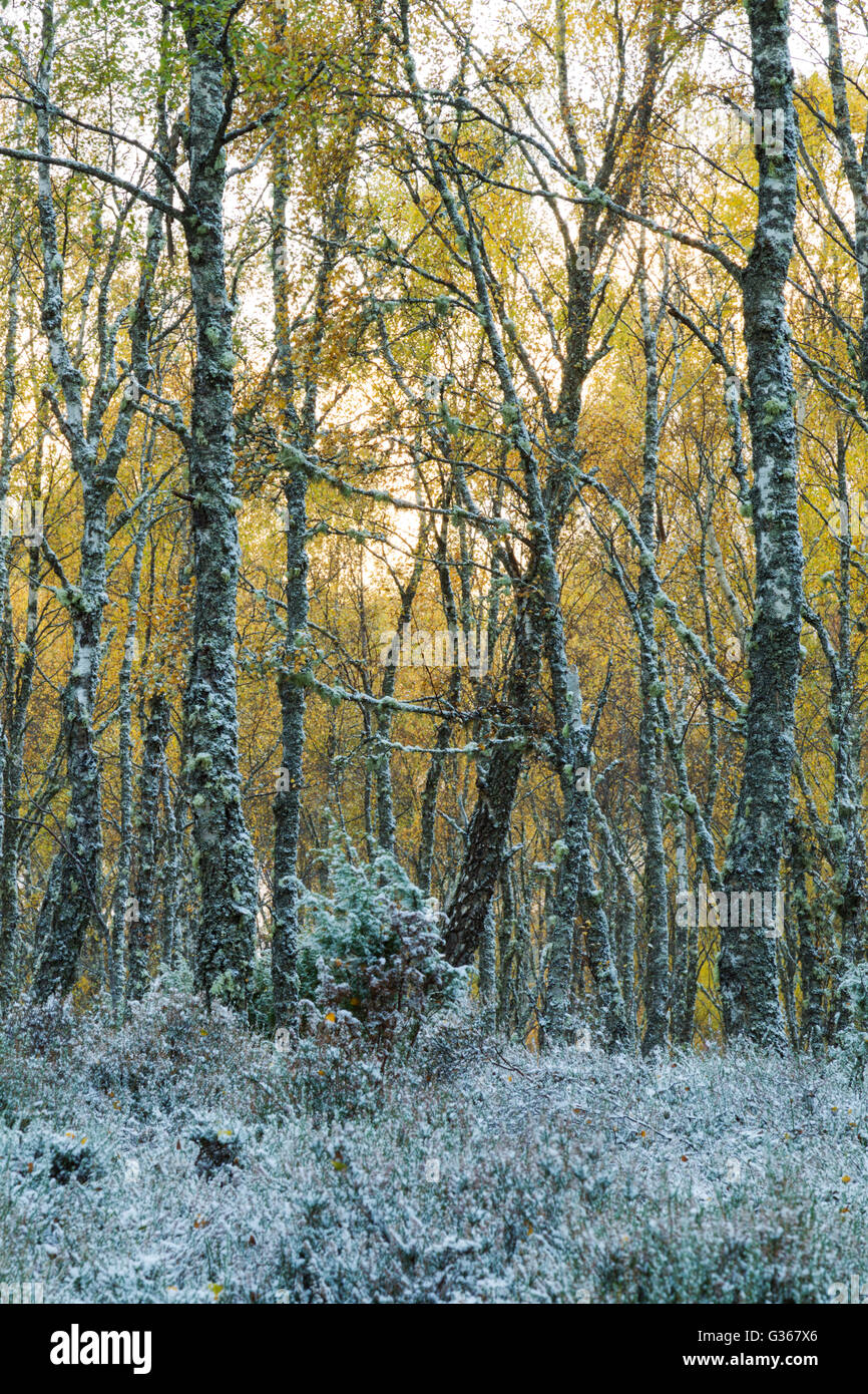 Silver Birch Wald, lateinischer Name Betula Pendel mit einer frühen Winter der Schnee auf den Boden fallen Stockfoto